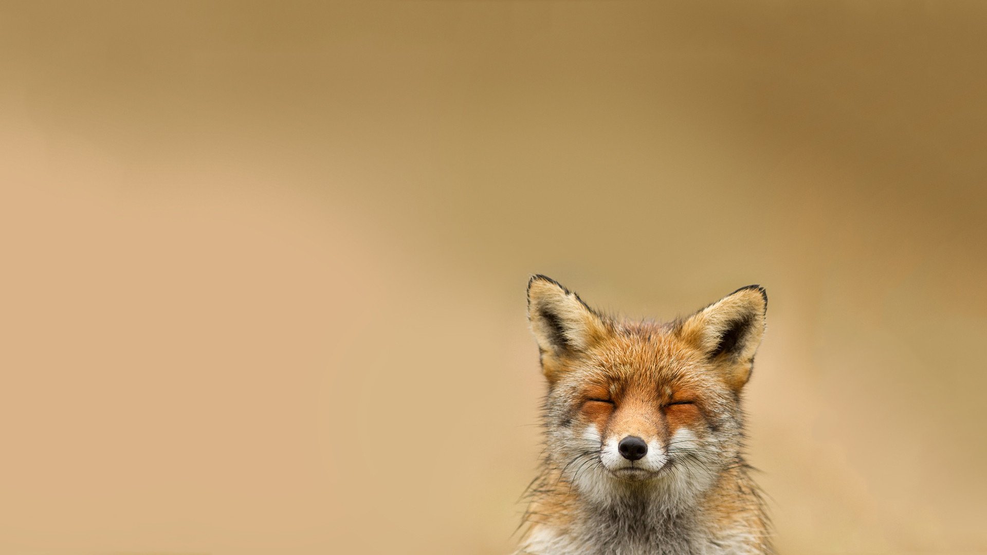 animal renard souriant