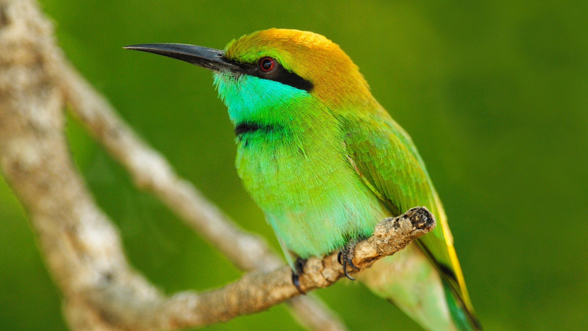 tiere tierische vogel gefieder makro zweig blätter natur