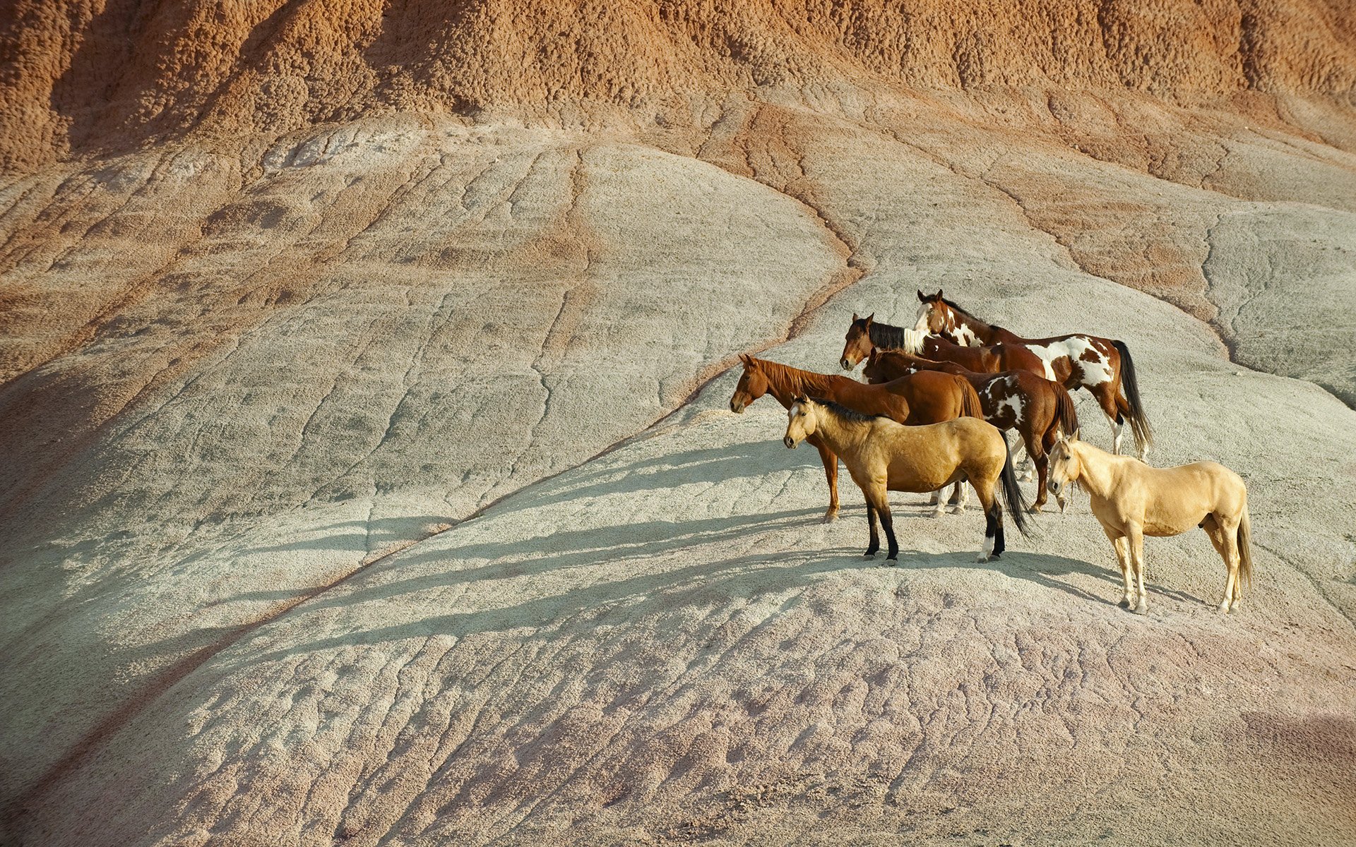 horse herd stone shadow