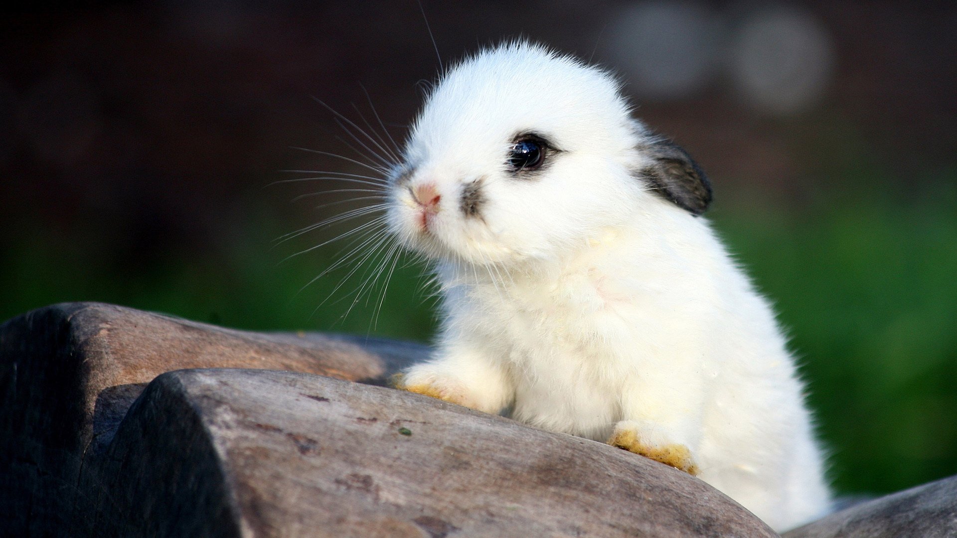 lapin lapin blanc oreilles bébé