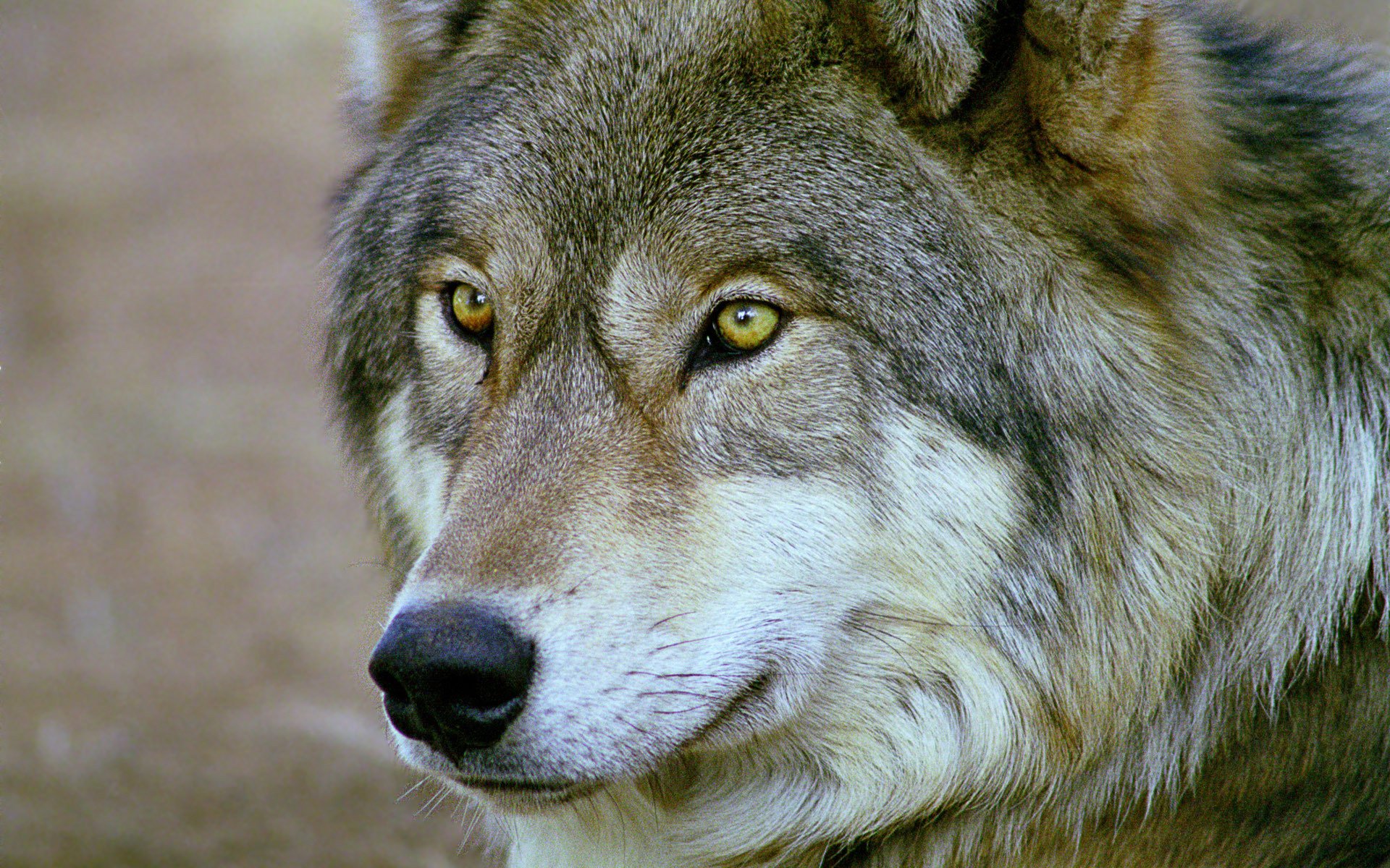 lobo mirada ojos hocico