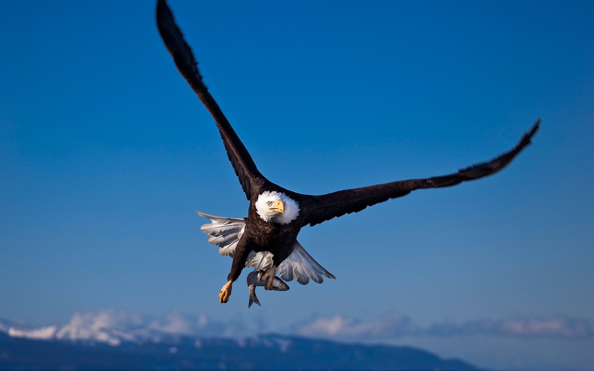 aves águila águila calva caza pescado presa