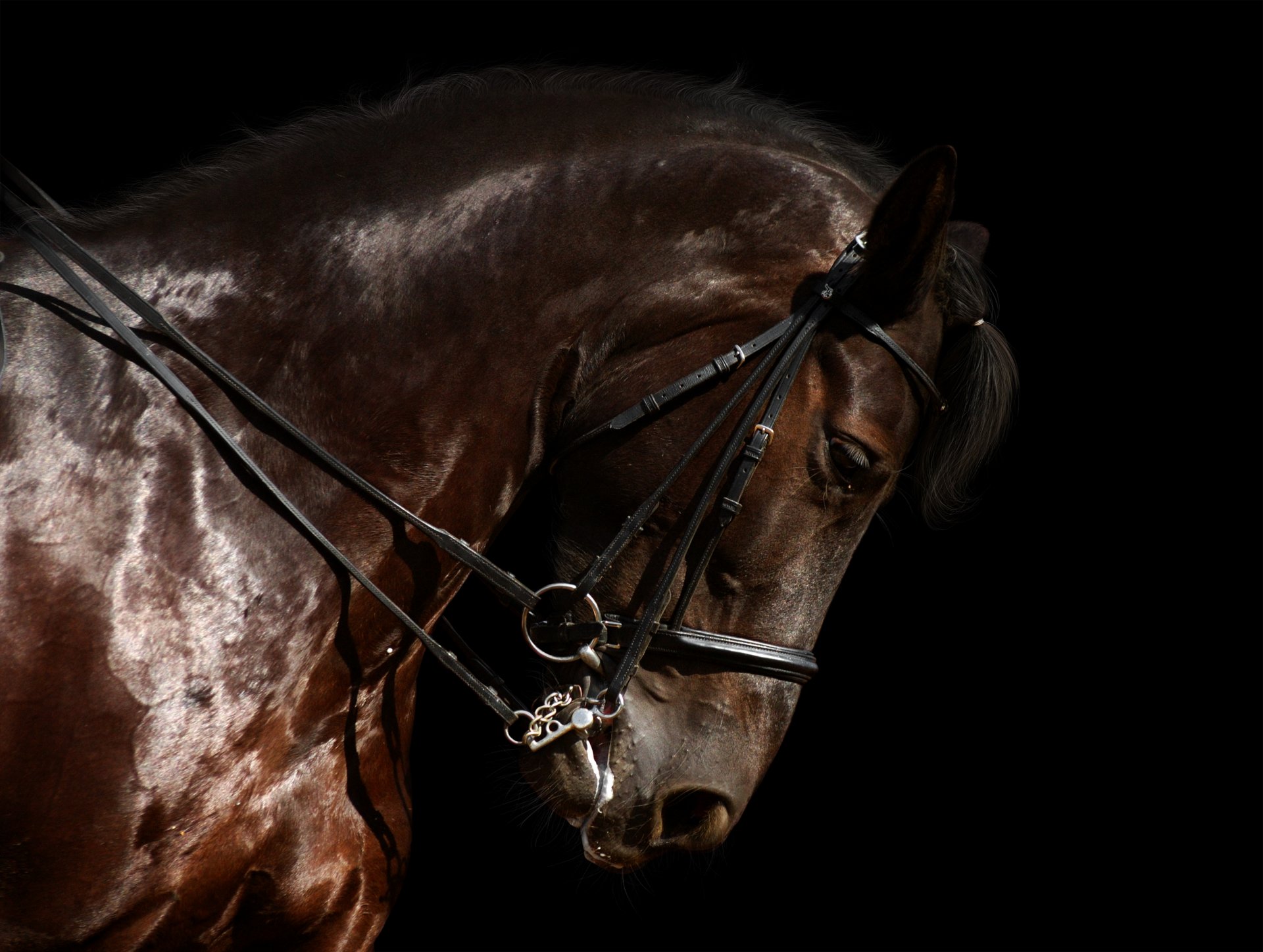 animaux animal étalon beau race beauté humeur