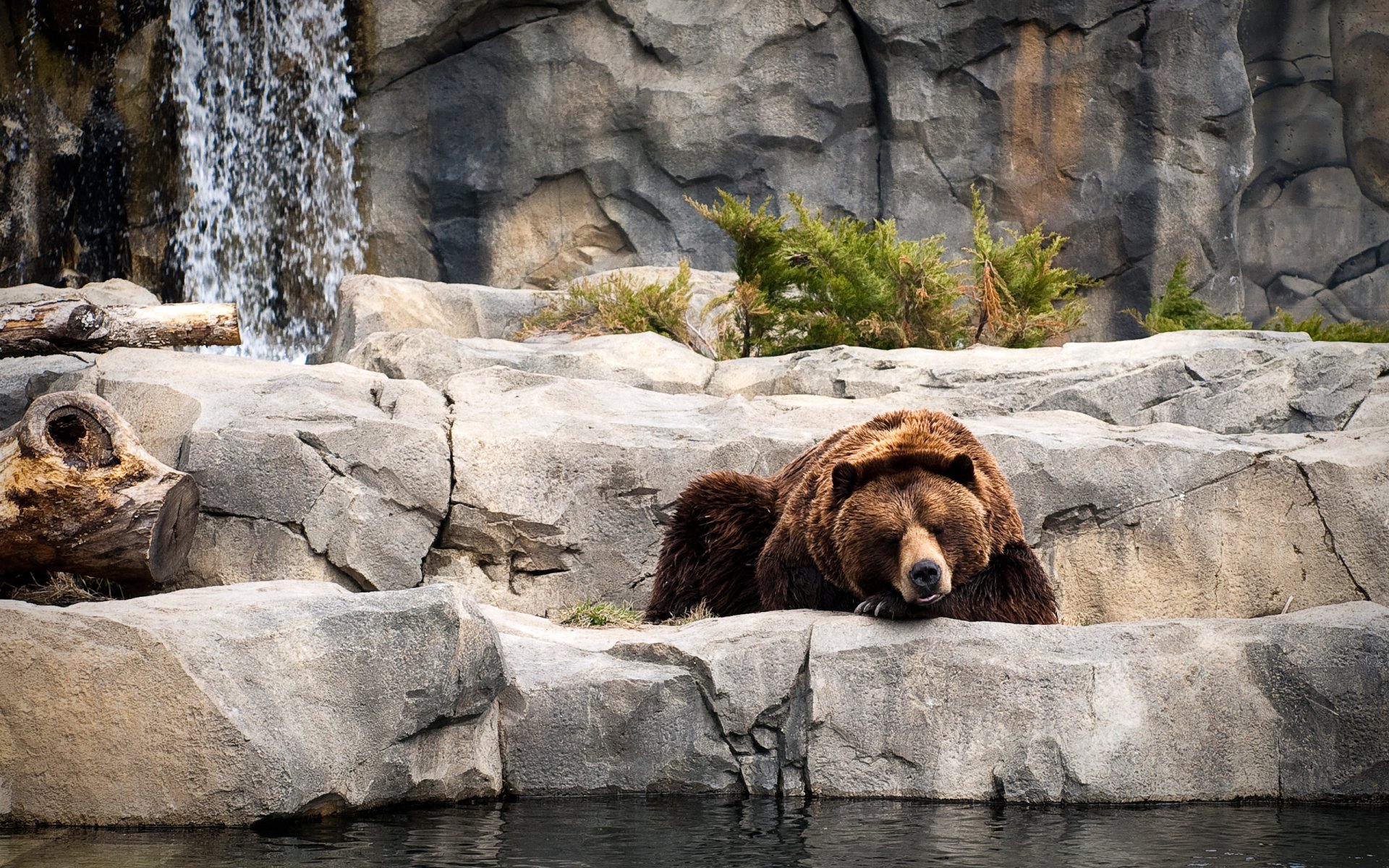 oso durmiendo descansando zoológico agua piedras planta