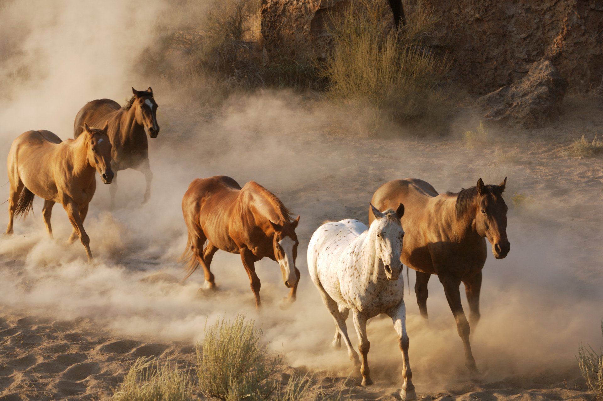 animaux chevaux chevaux poussière troupeau troupeau faune photo