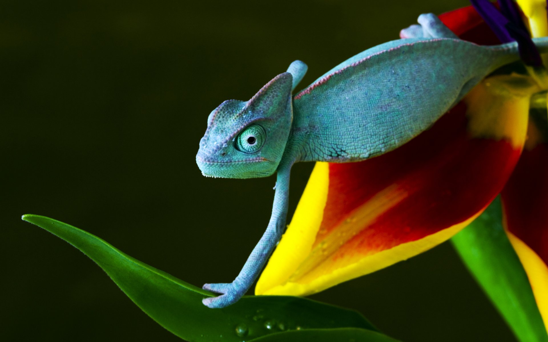 caméléon fleur bleu vert jaune rouge