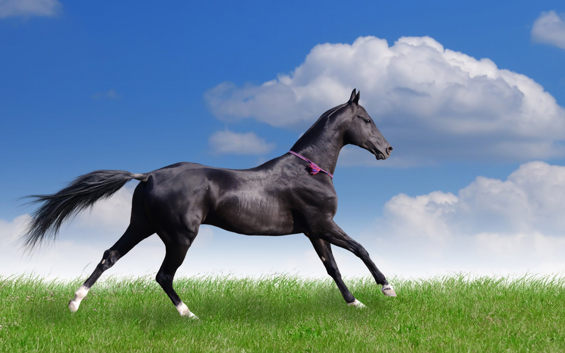 horse summer running clouds the field gra