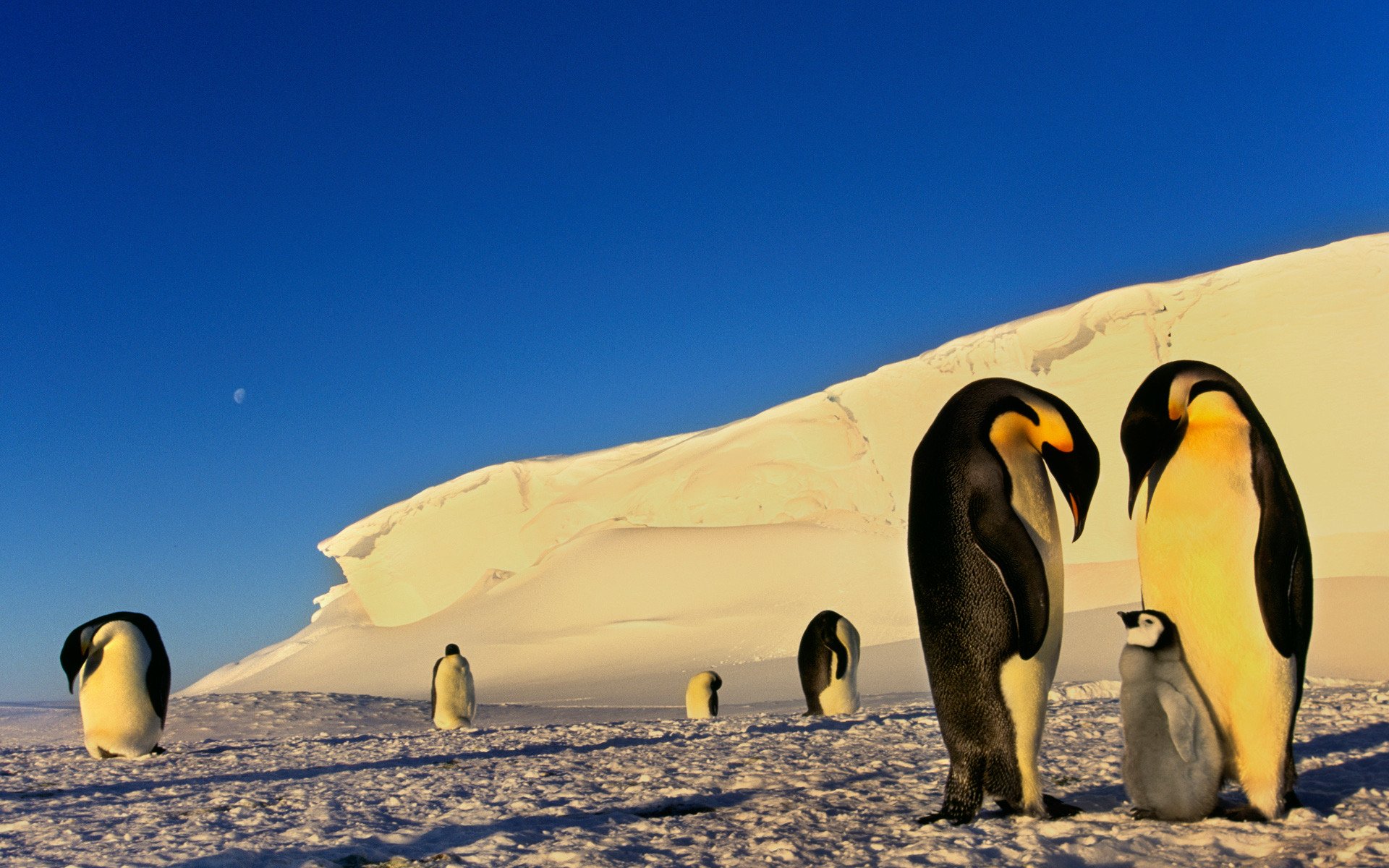 pinguine eis schnee antarktis winter frost mond