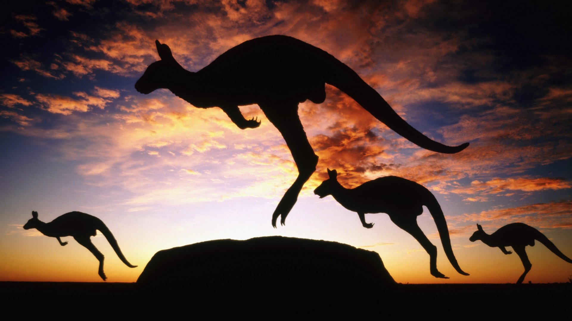 australie kangourou crépuscule