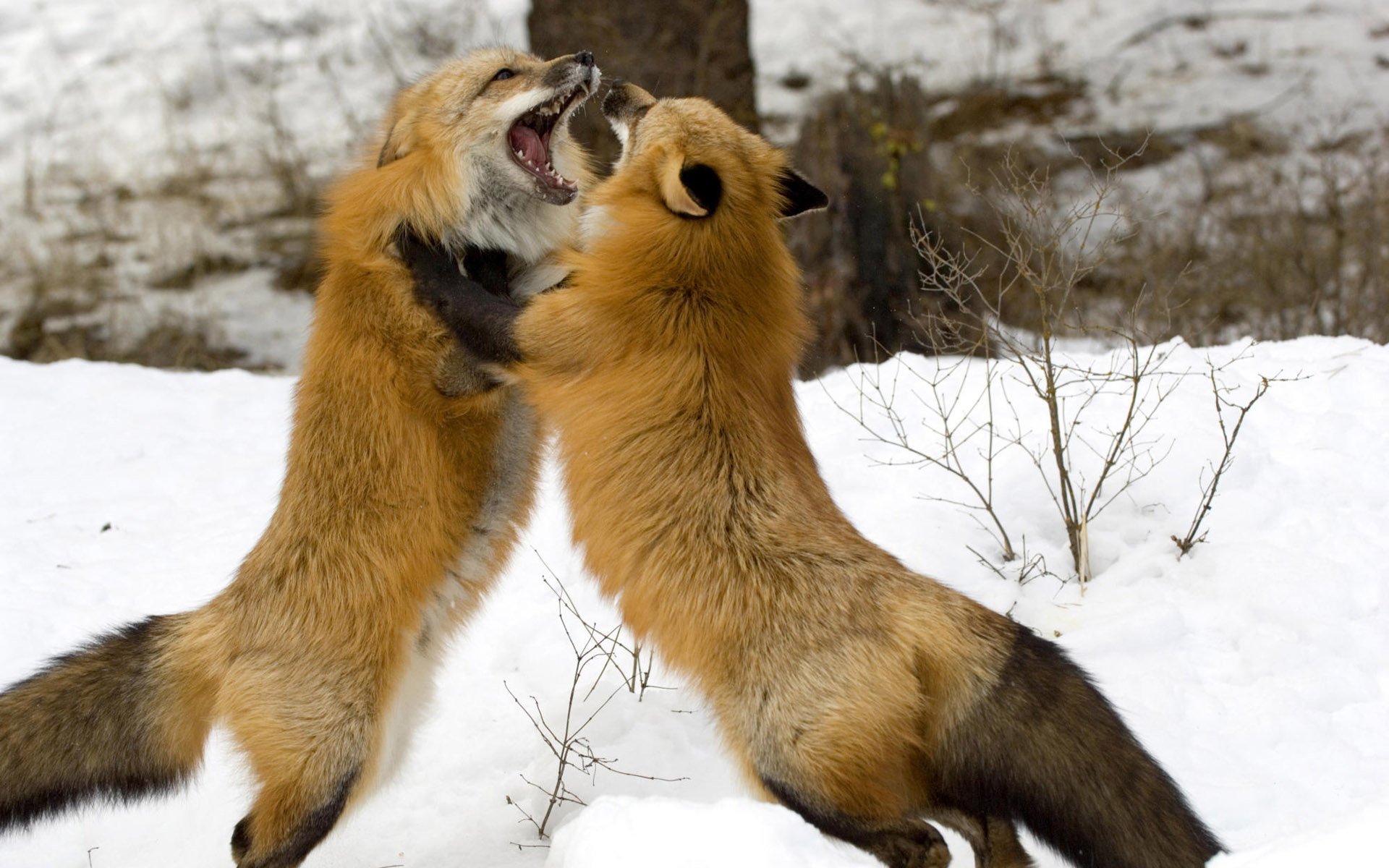 winter wald fuchs paar spiel maul zähne wolle schwanz