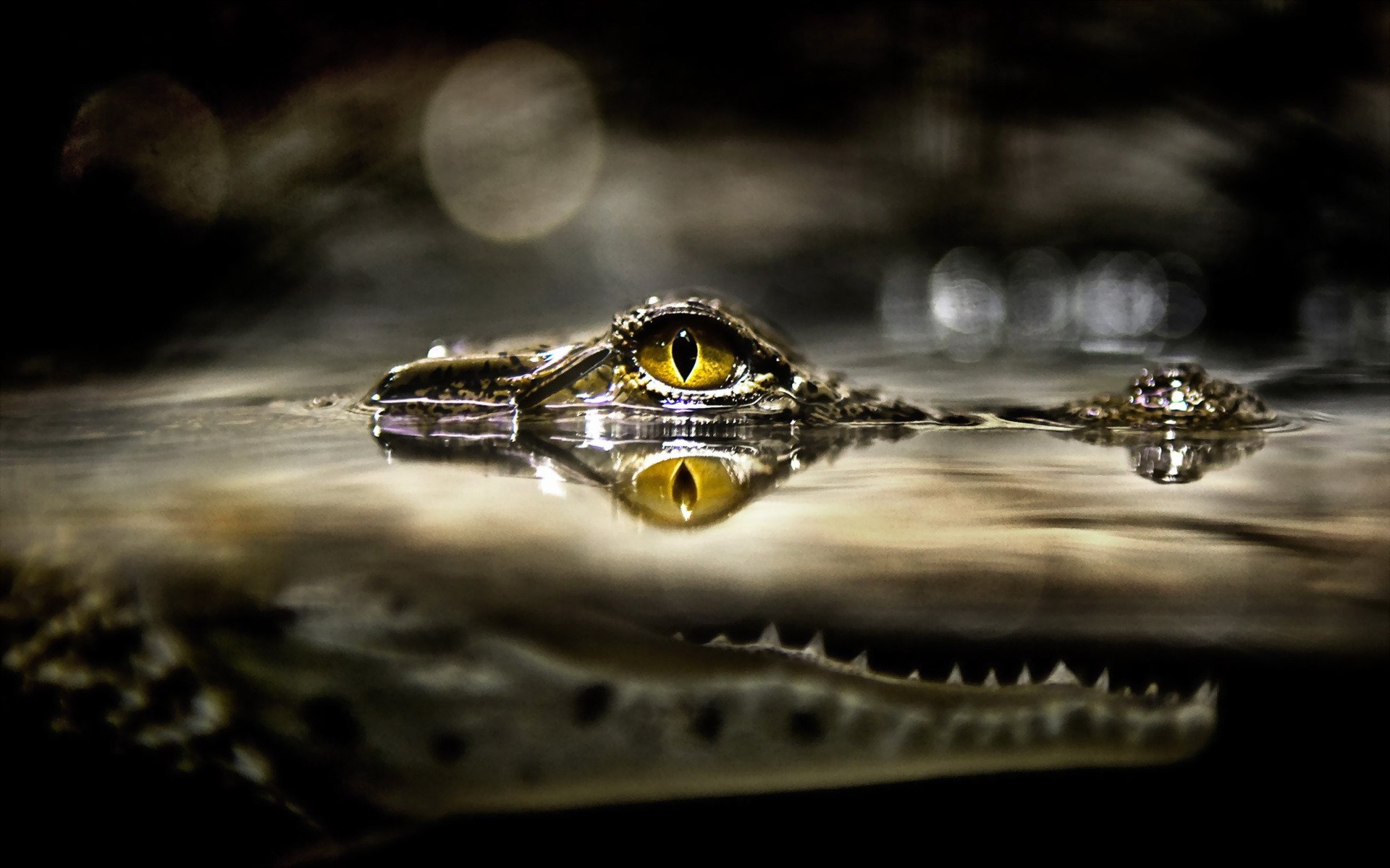 animaux rivière crocodile gueule