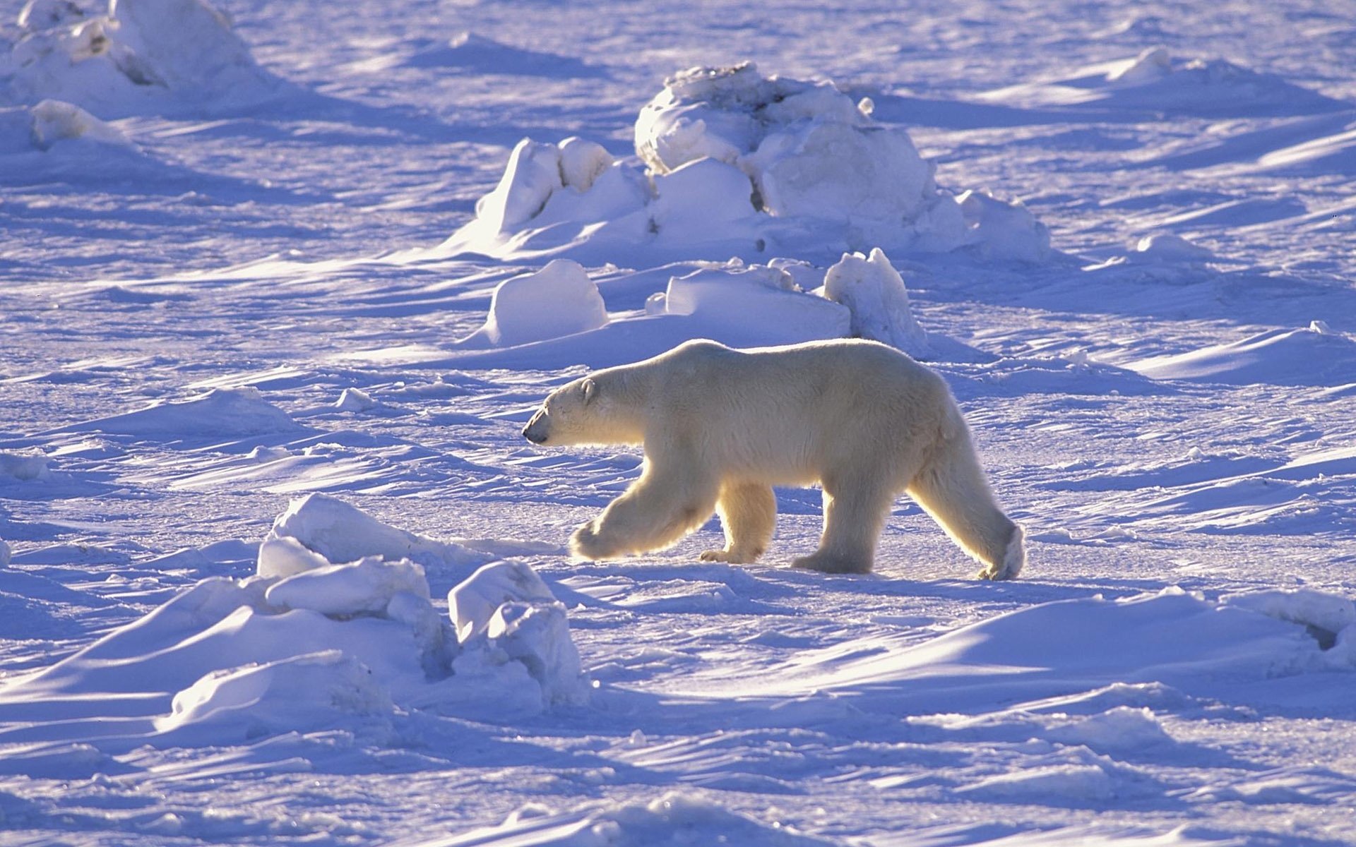 orso polare artico nord neve deserto