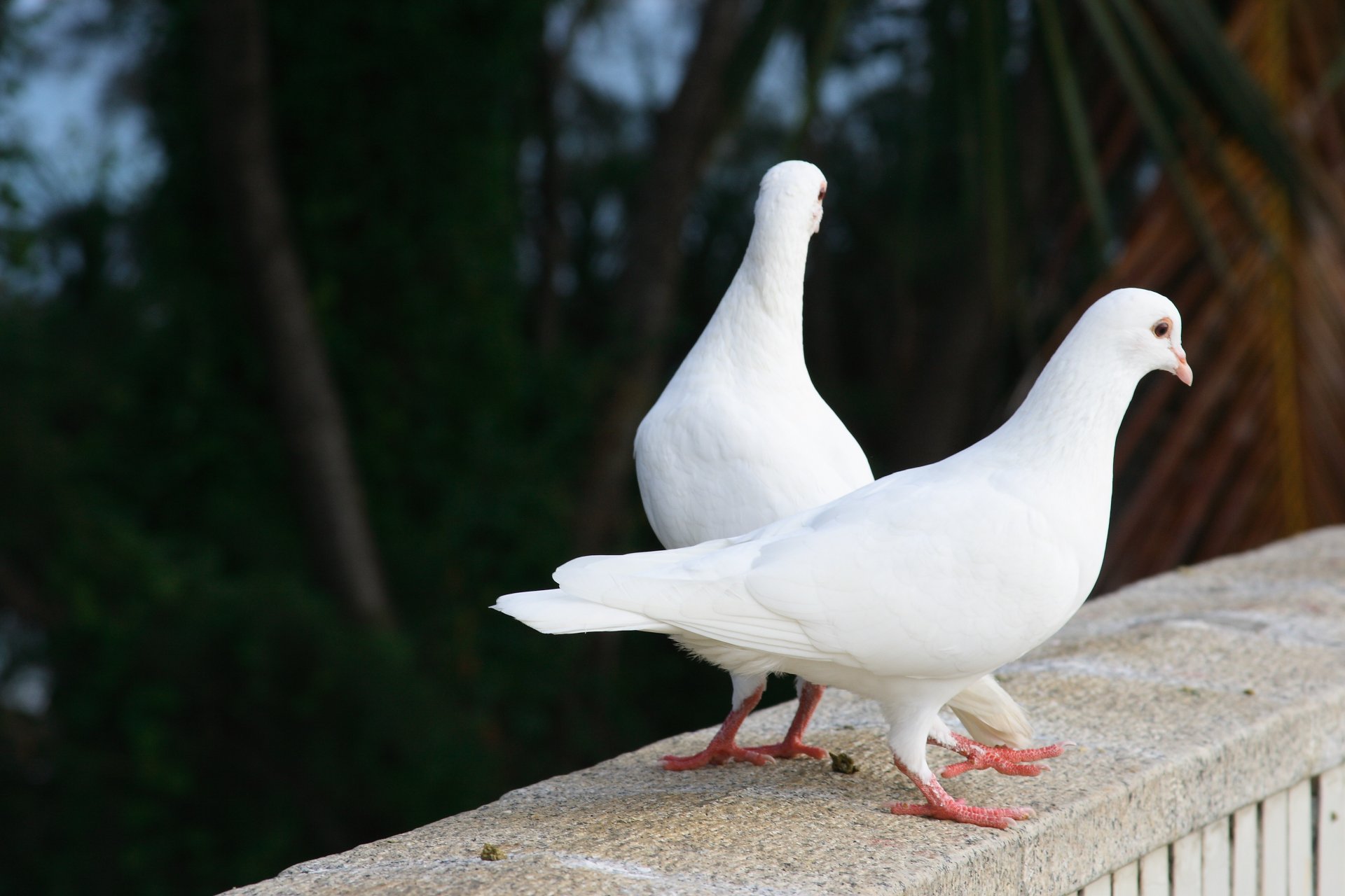 aves palomas naturaleza estados de ánimo pareja verano belleza