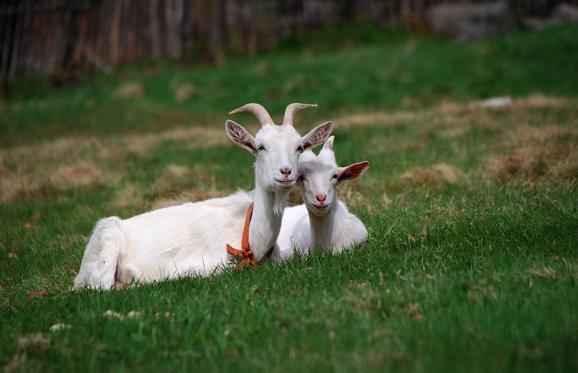 animals grass summer friend