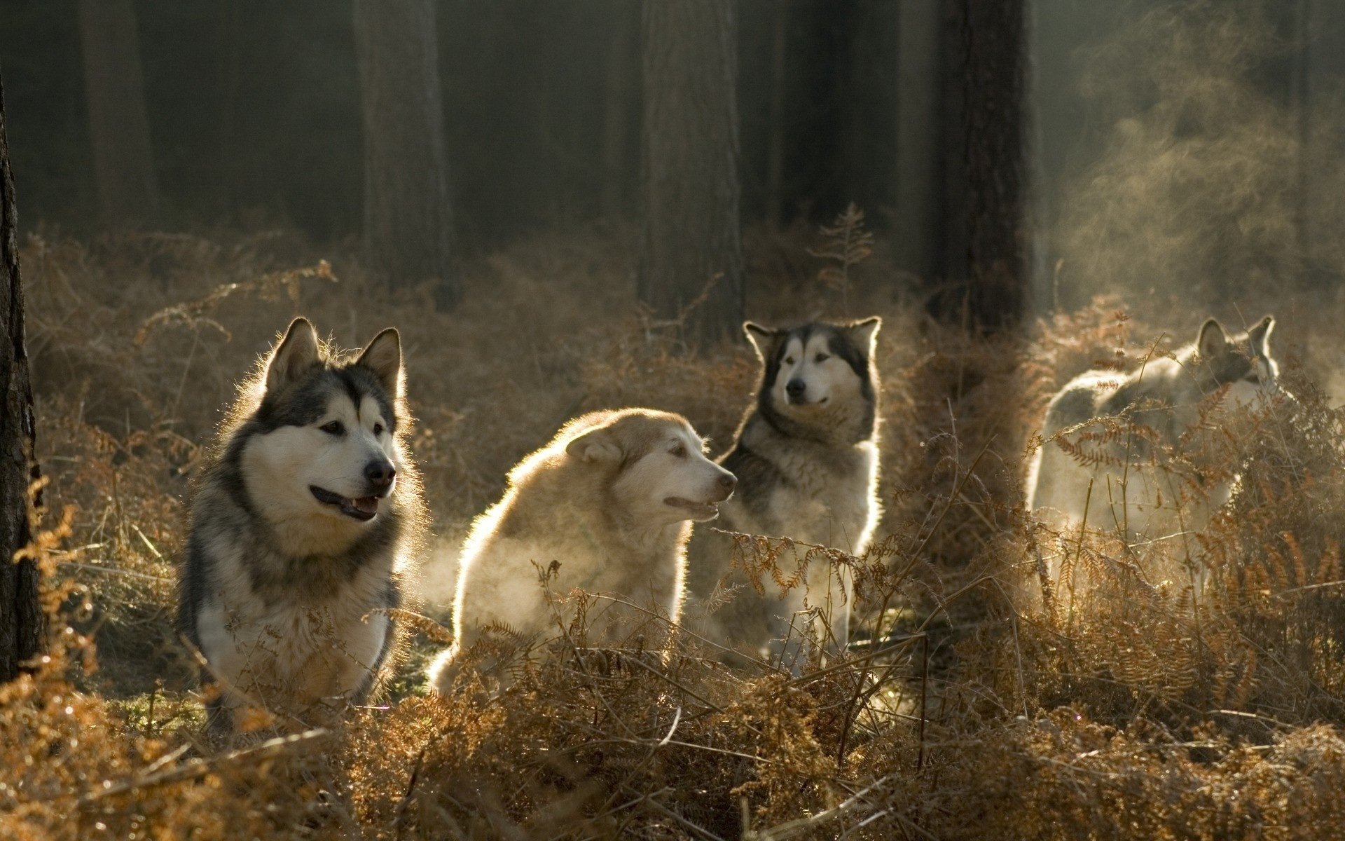 loups forêt troupeau