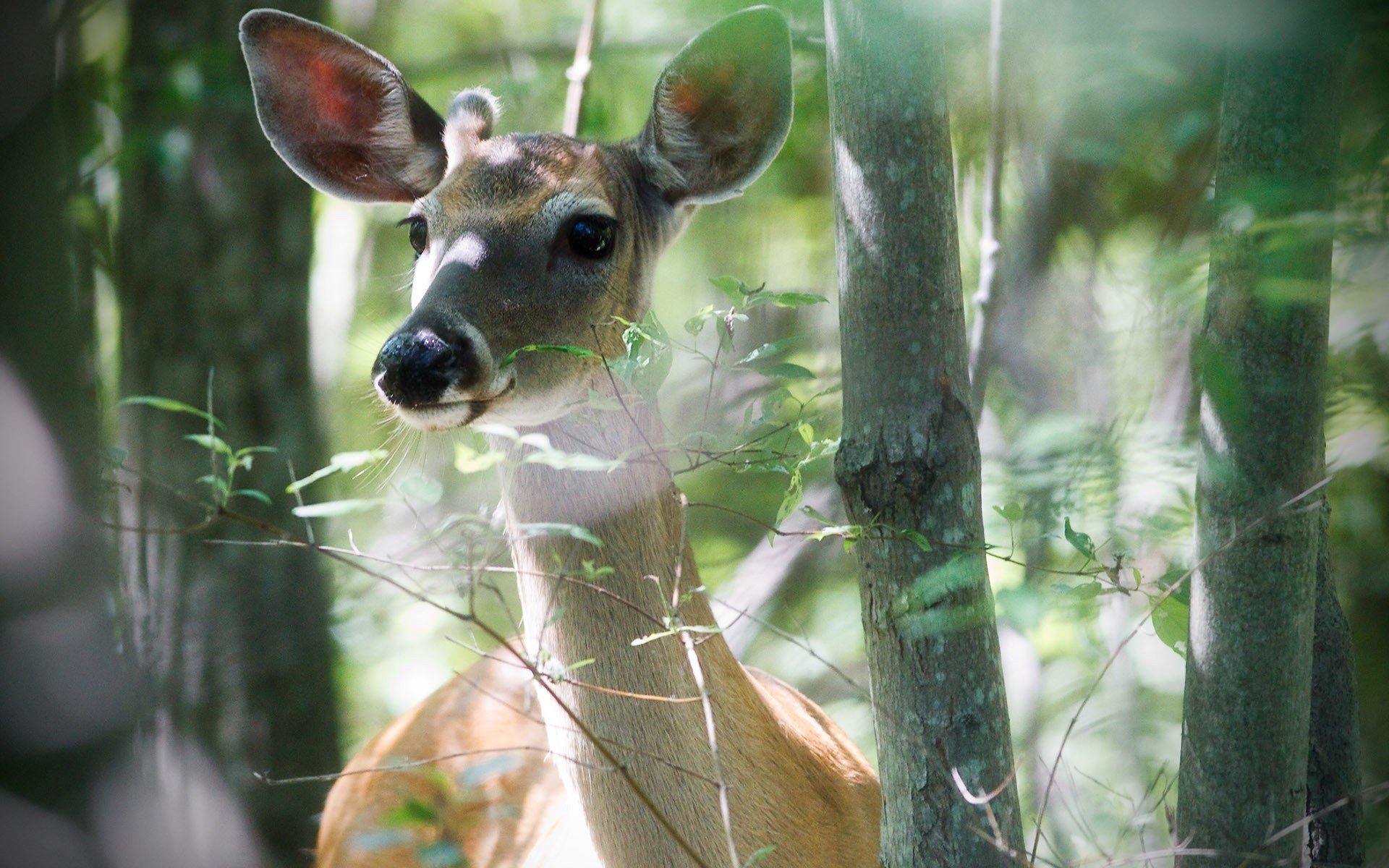 nature forest tree plants branches deer animals background wallpaper