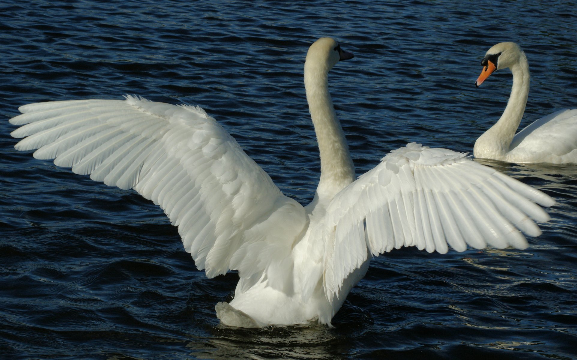 pond water the pair white swans birds wings feathers plumage