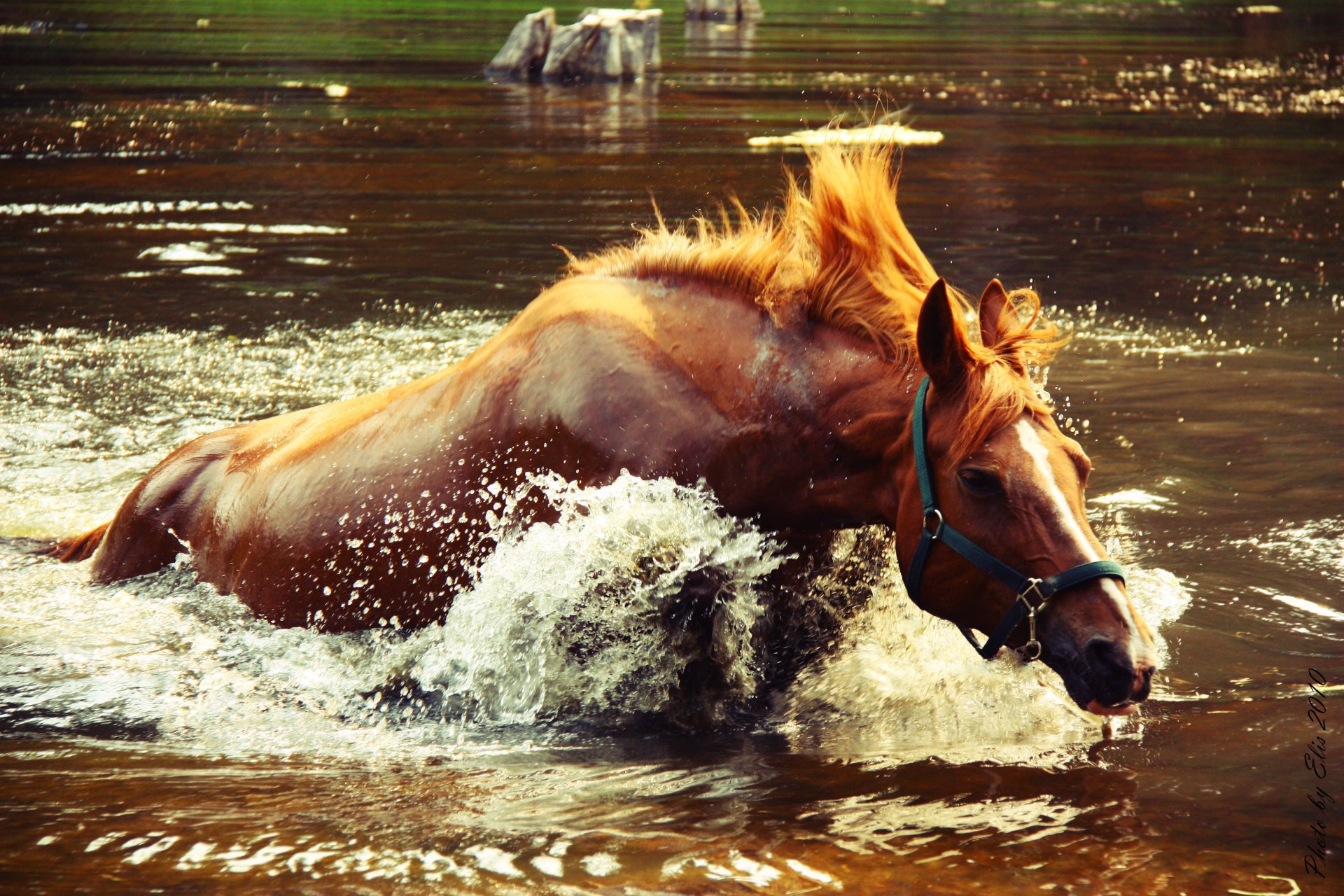 horse splash spray water lake crocodile catche