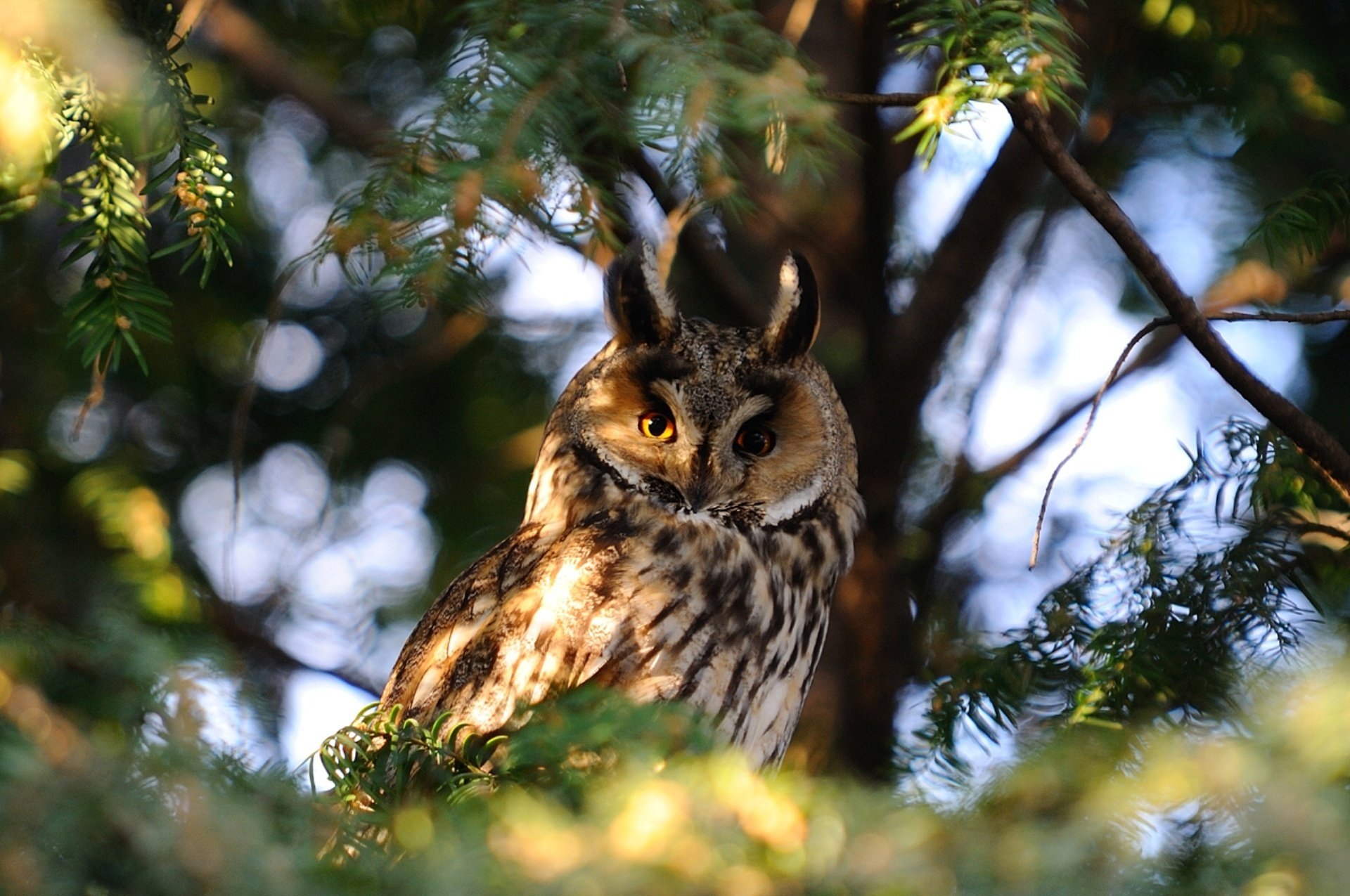 owl tree branches nature photo