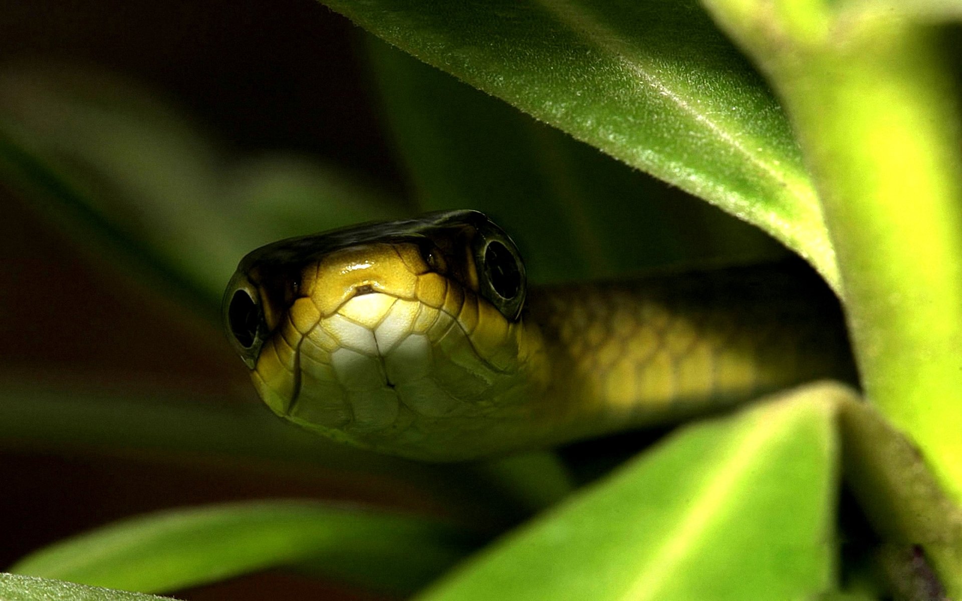 fondo hojas serpiente ojos macro