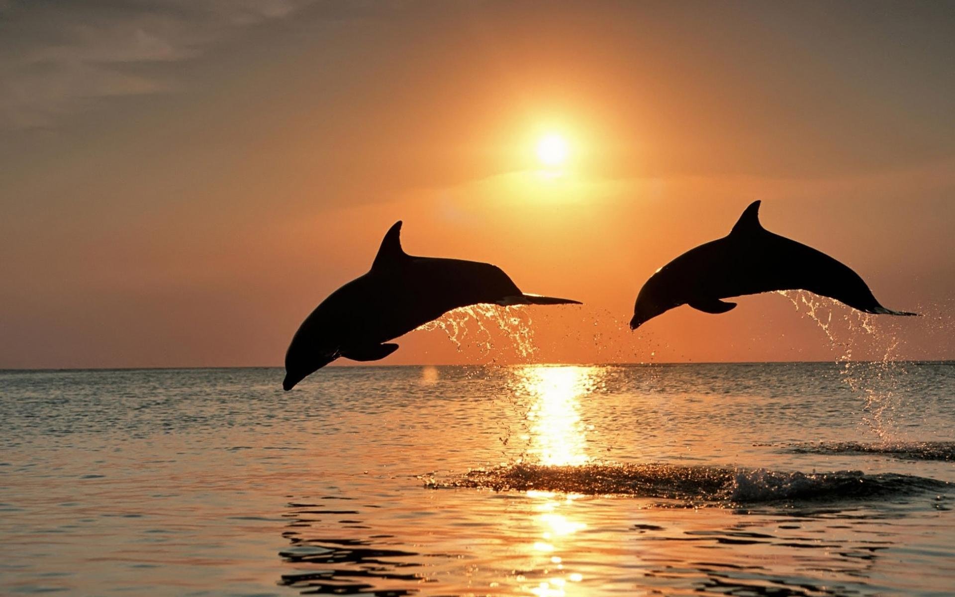 dolphins sunset sea