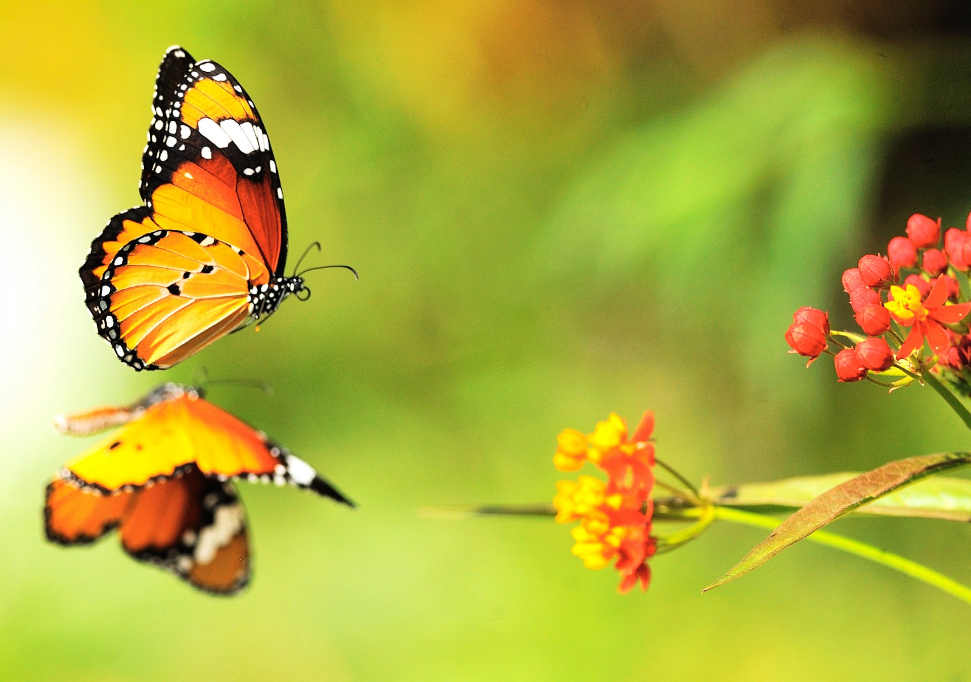 papillons fleurs lumineux couleurs