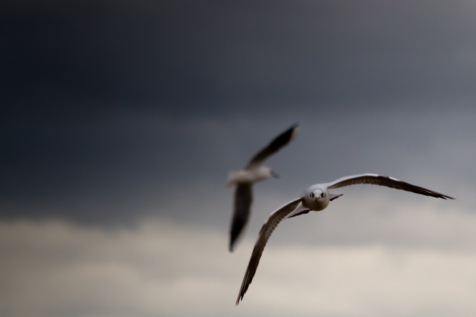 ciel nuages mouettes oiseaux ailes images fond fond d écran