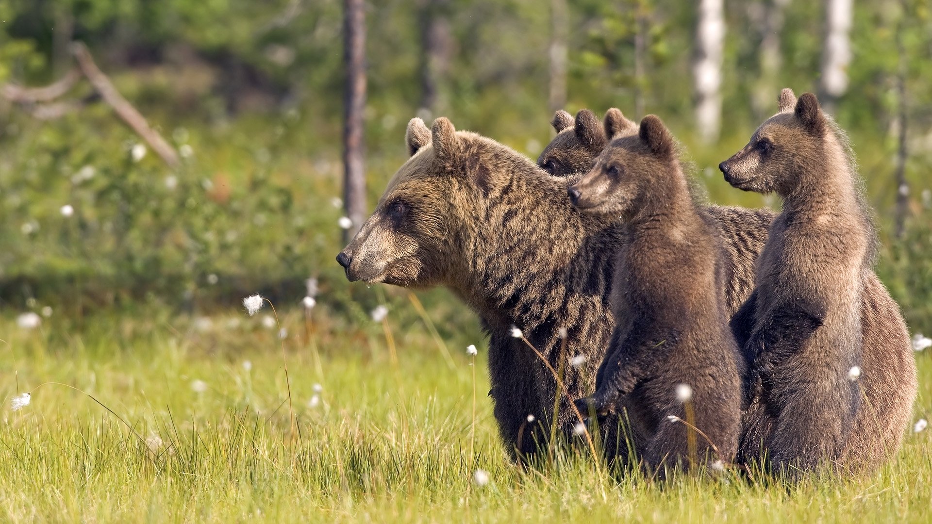 tiere tiere bären wald natur gras bäume