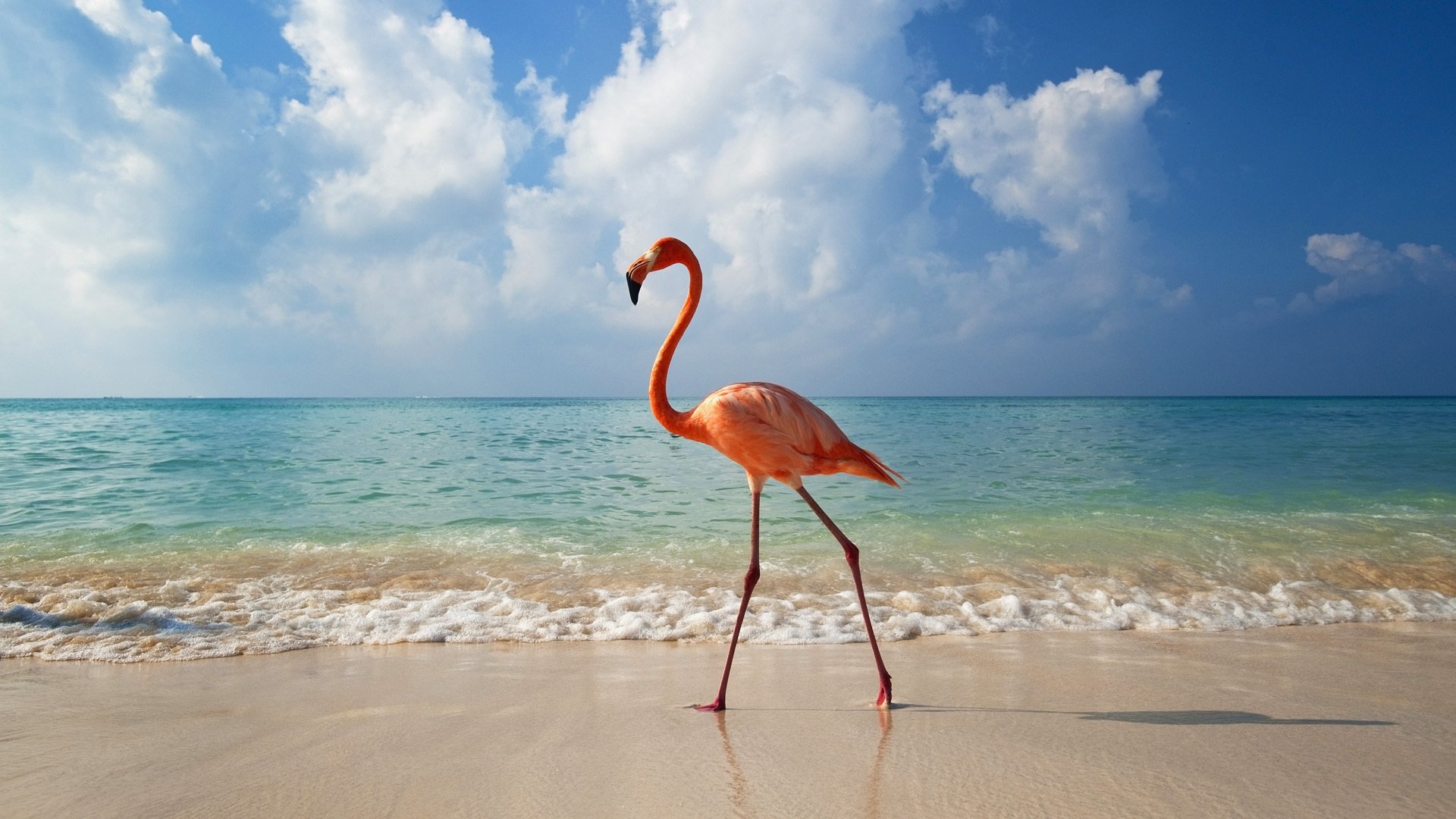 animaux animaux flamants roses mer paysage nature oiseaux eau plage nuages