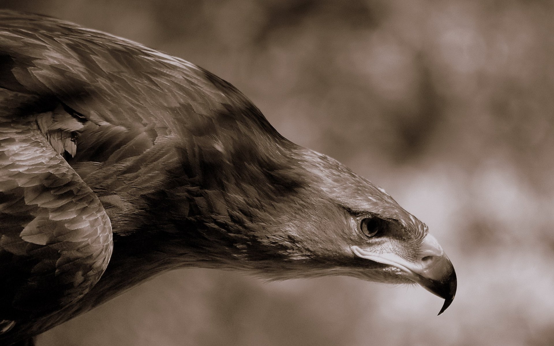 eagle beak feather