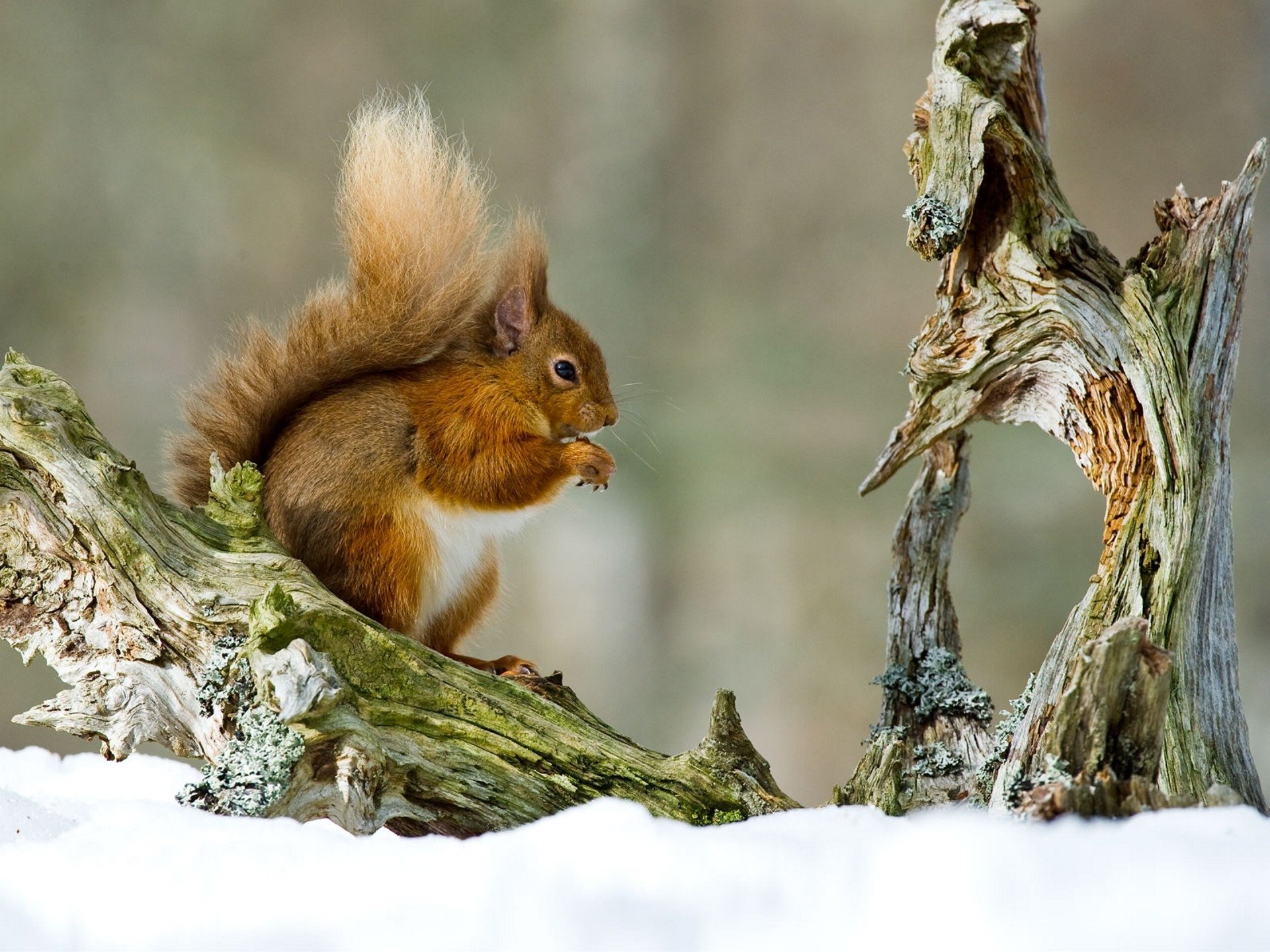 eichhörnchen flauschig schwanz baum treibholz