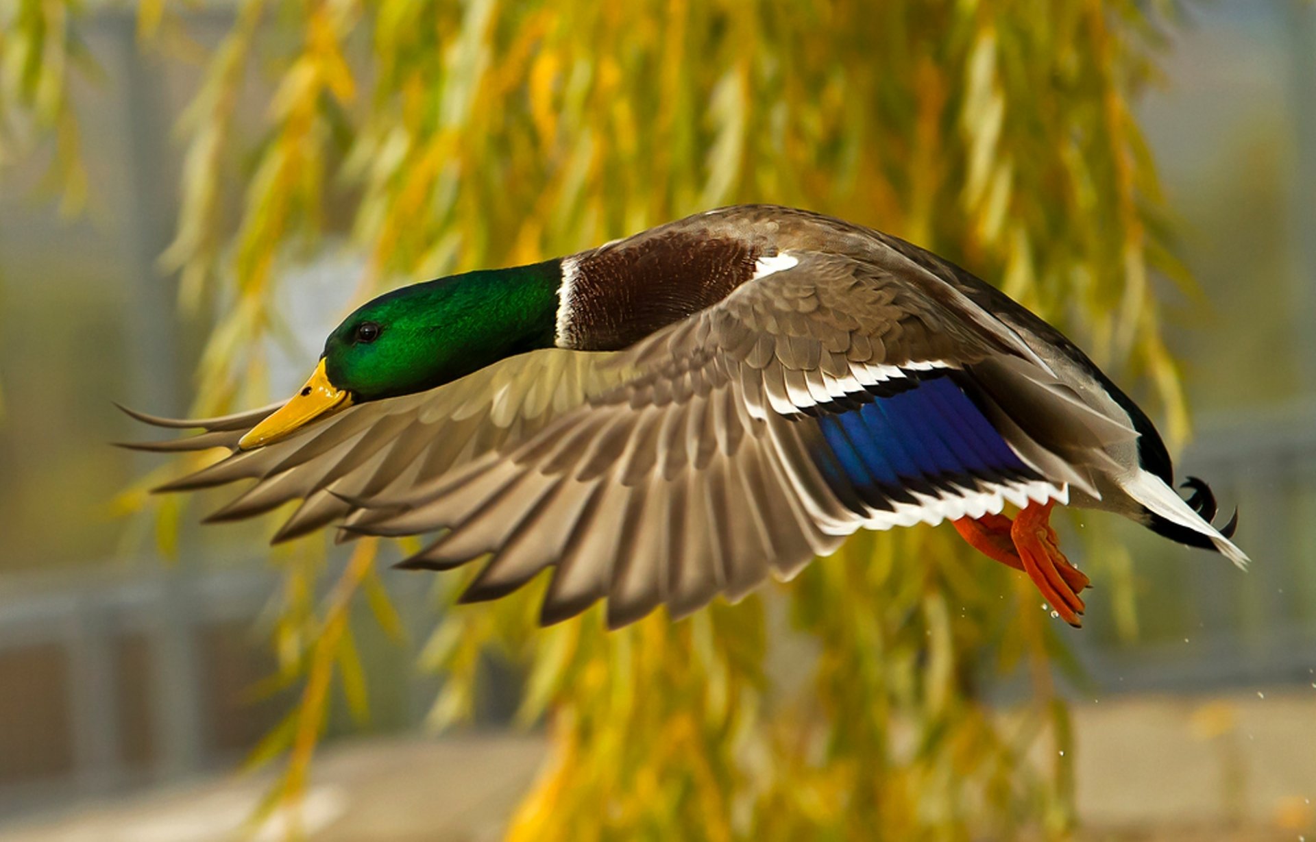 anatra volo piume