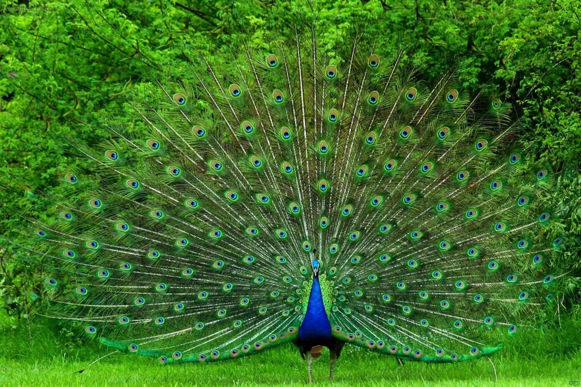 poultry peacock nice large tail bright