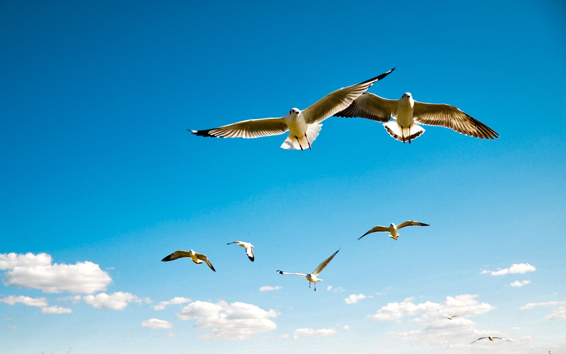 aves gaviotas cielo albatros alas barrido vuelo