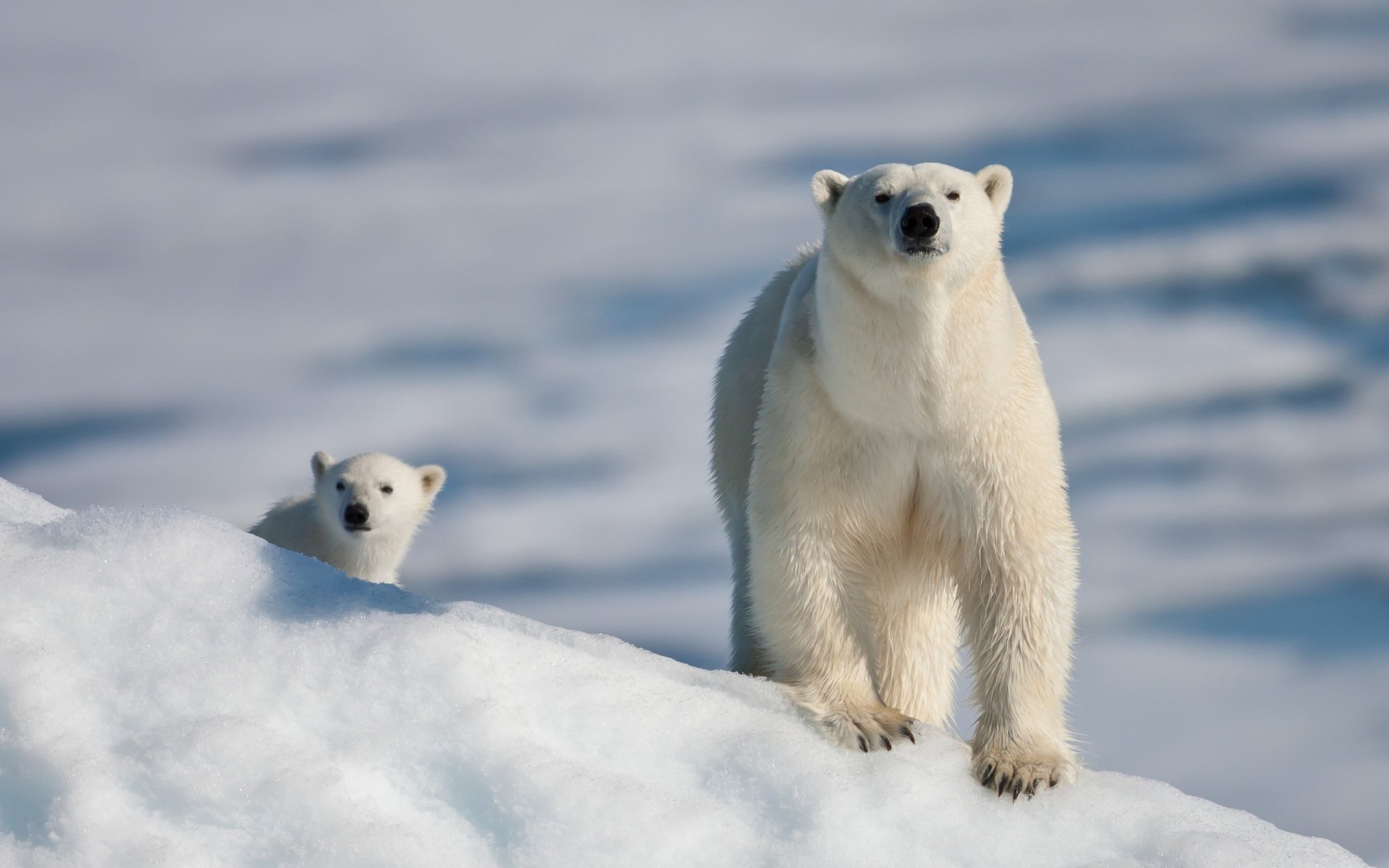 orso bianco zampe artigli neve