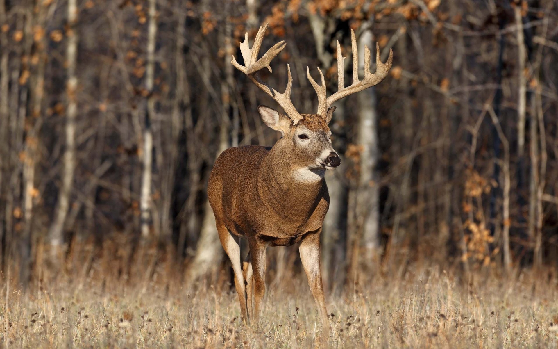 tiere elch elch hirsch hirsche hörner gras tierwelt baum bäume wald