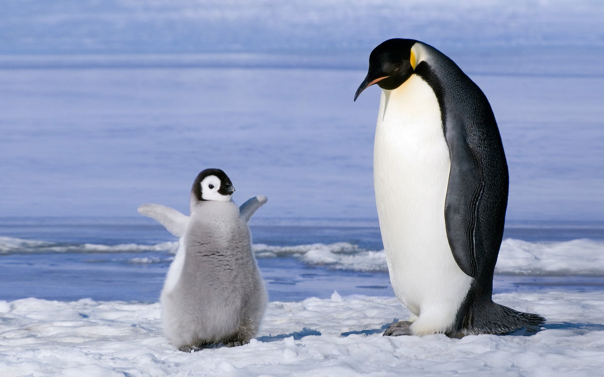 pingüinos polluelo cachorro familia antártida