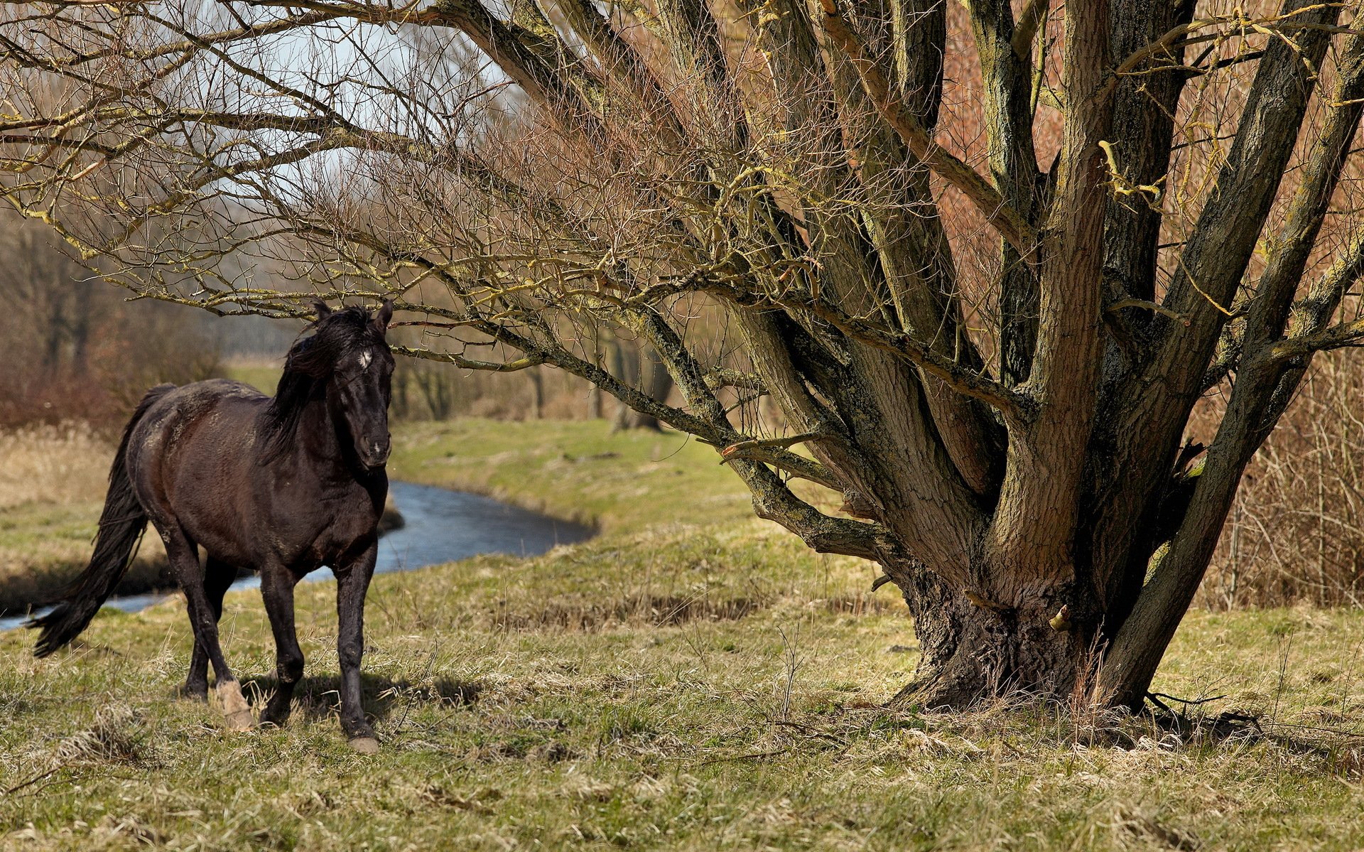 caballo árbol verano naturaleza