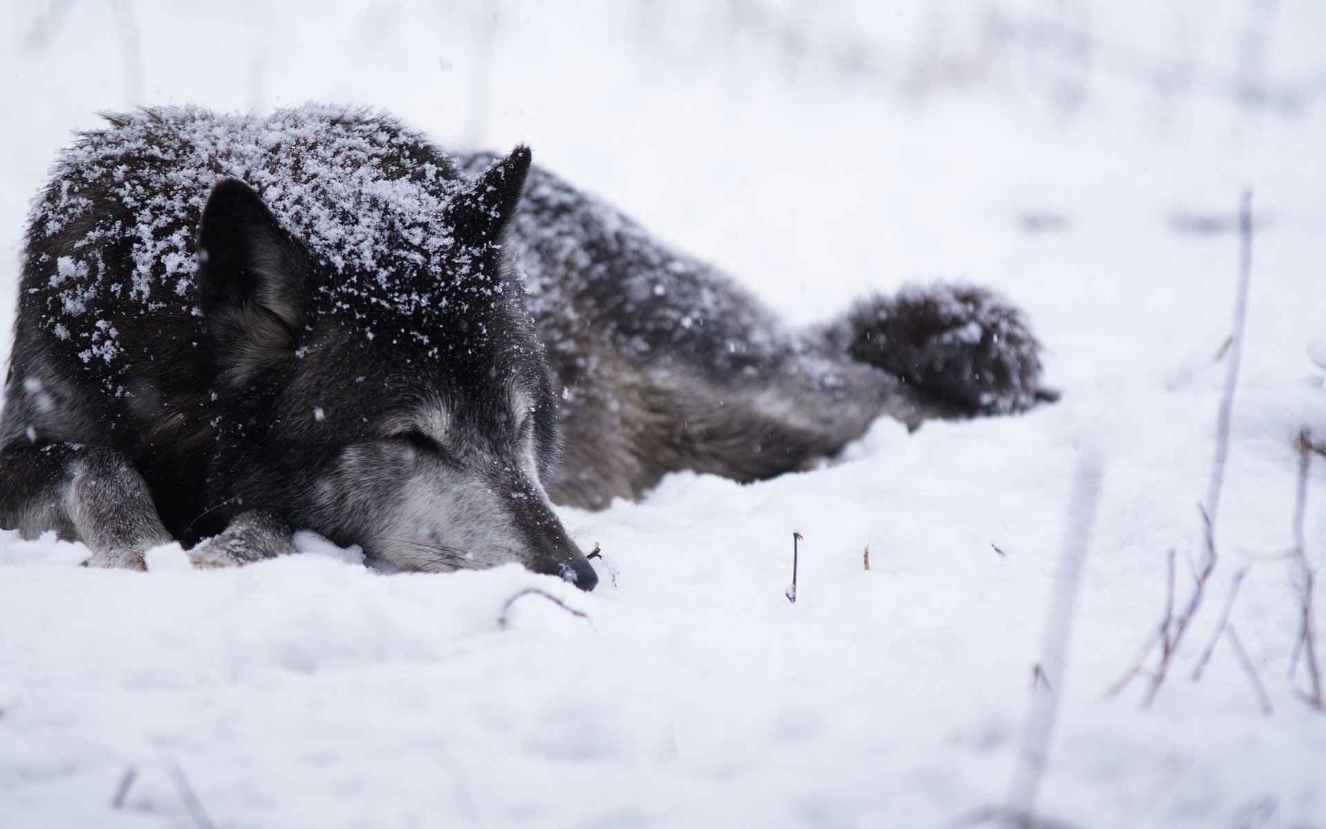 loup neige froid