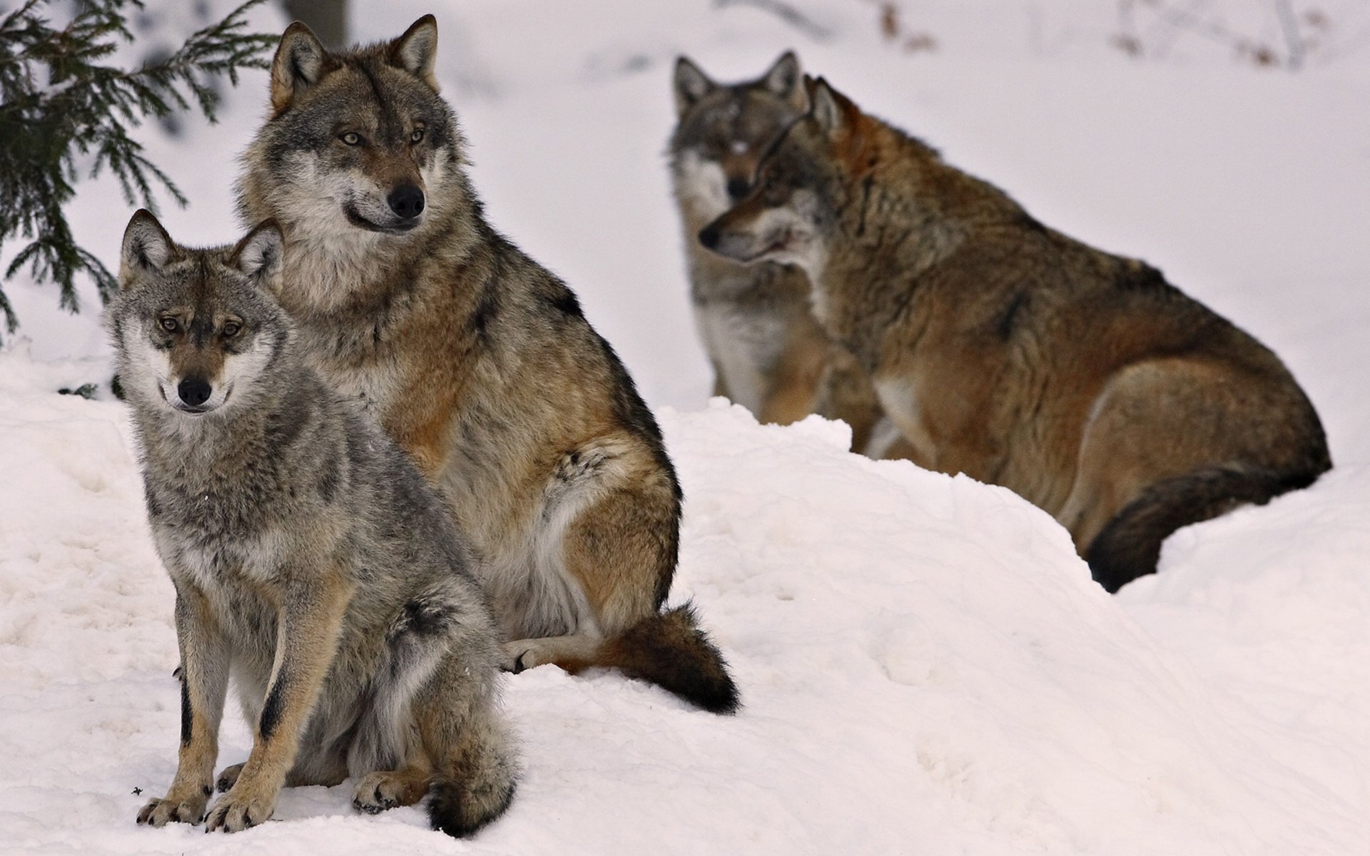 wolf wolves animals forest winter