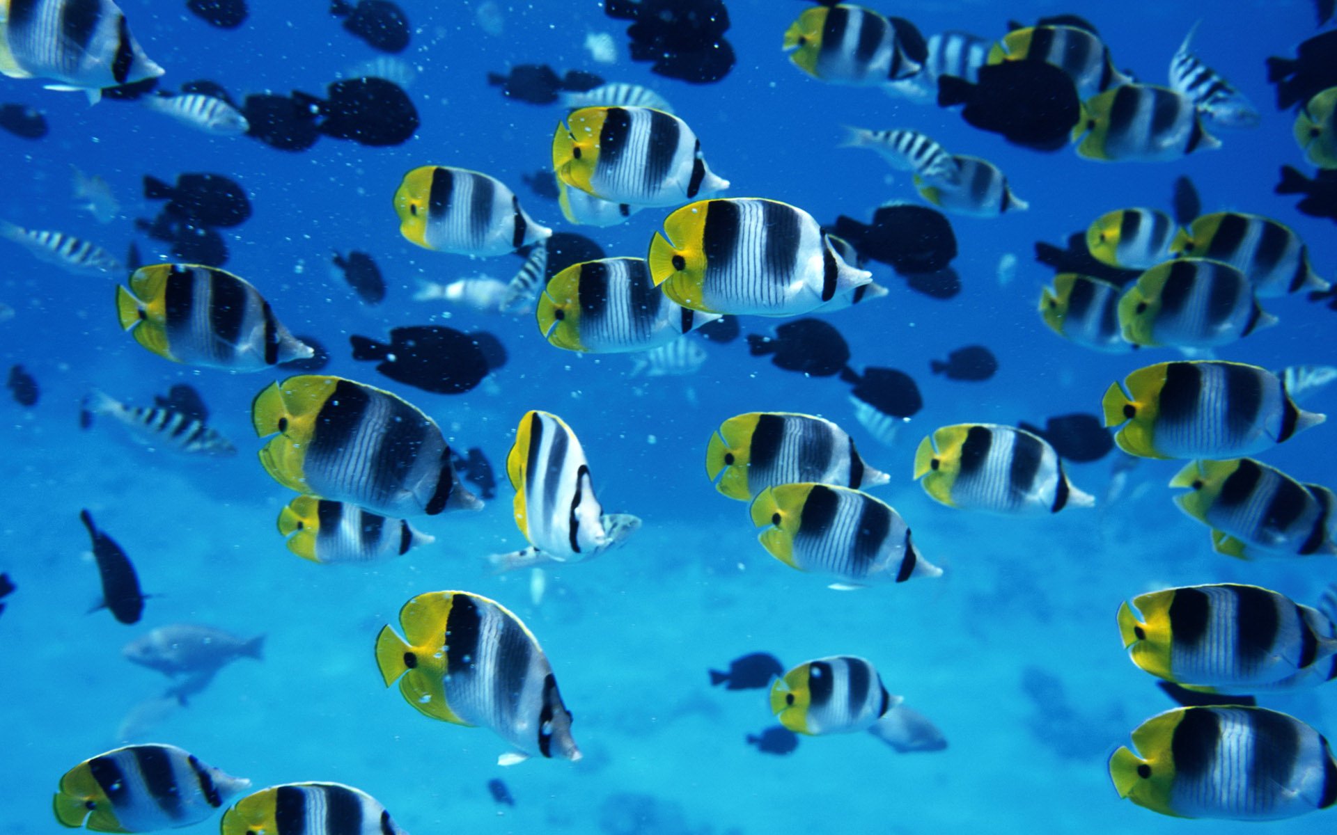 mar peces agua