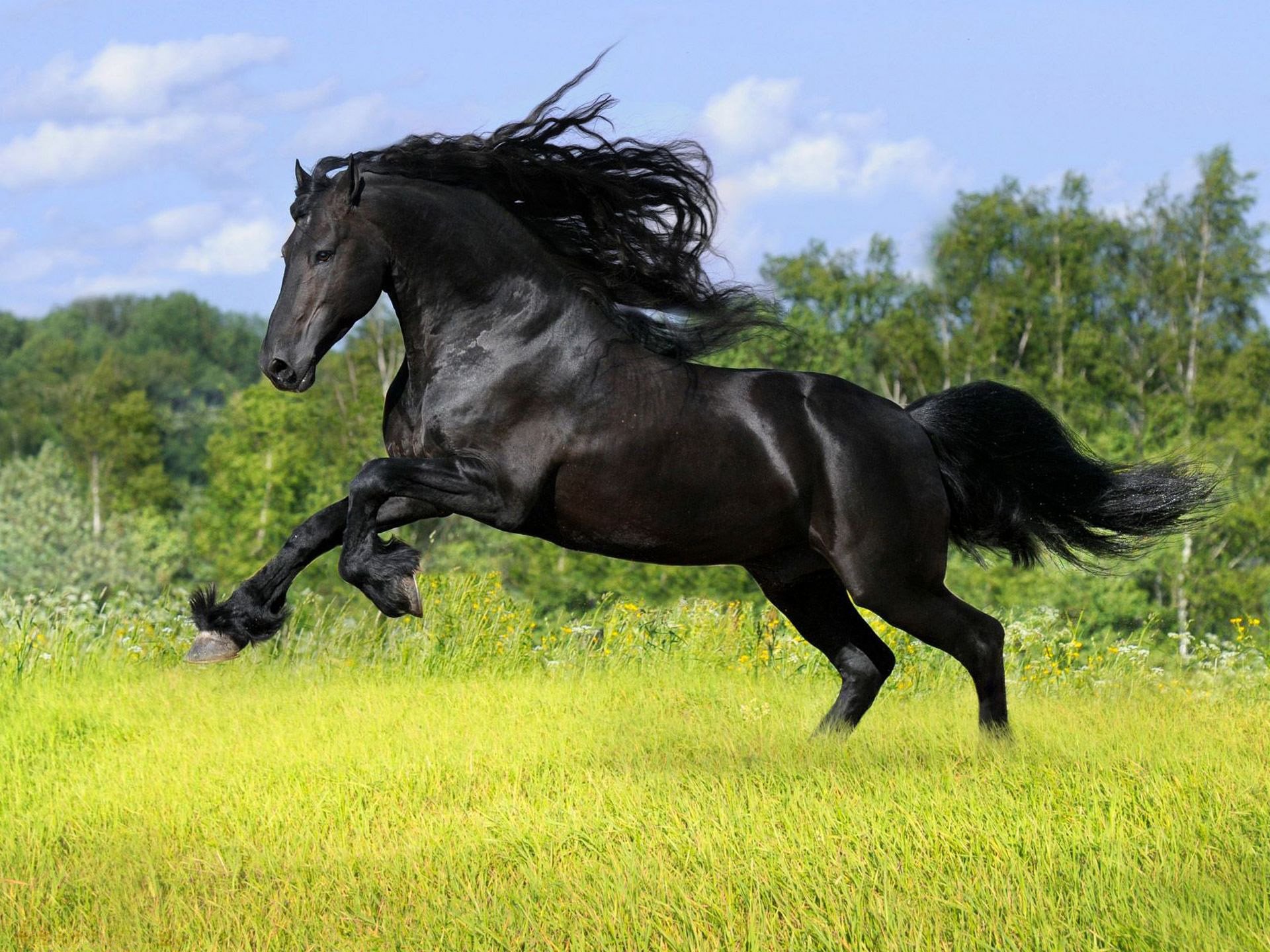 ummer grass trees clearing horse horse frisian breed frieze mane tail rearing