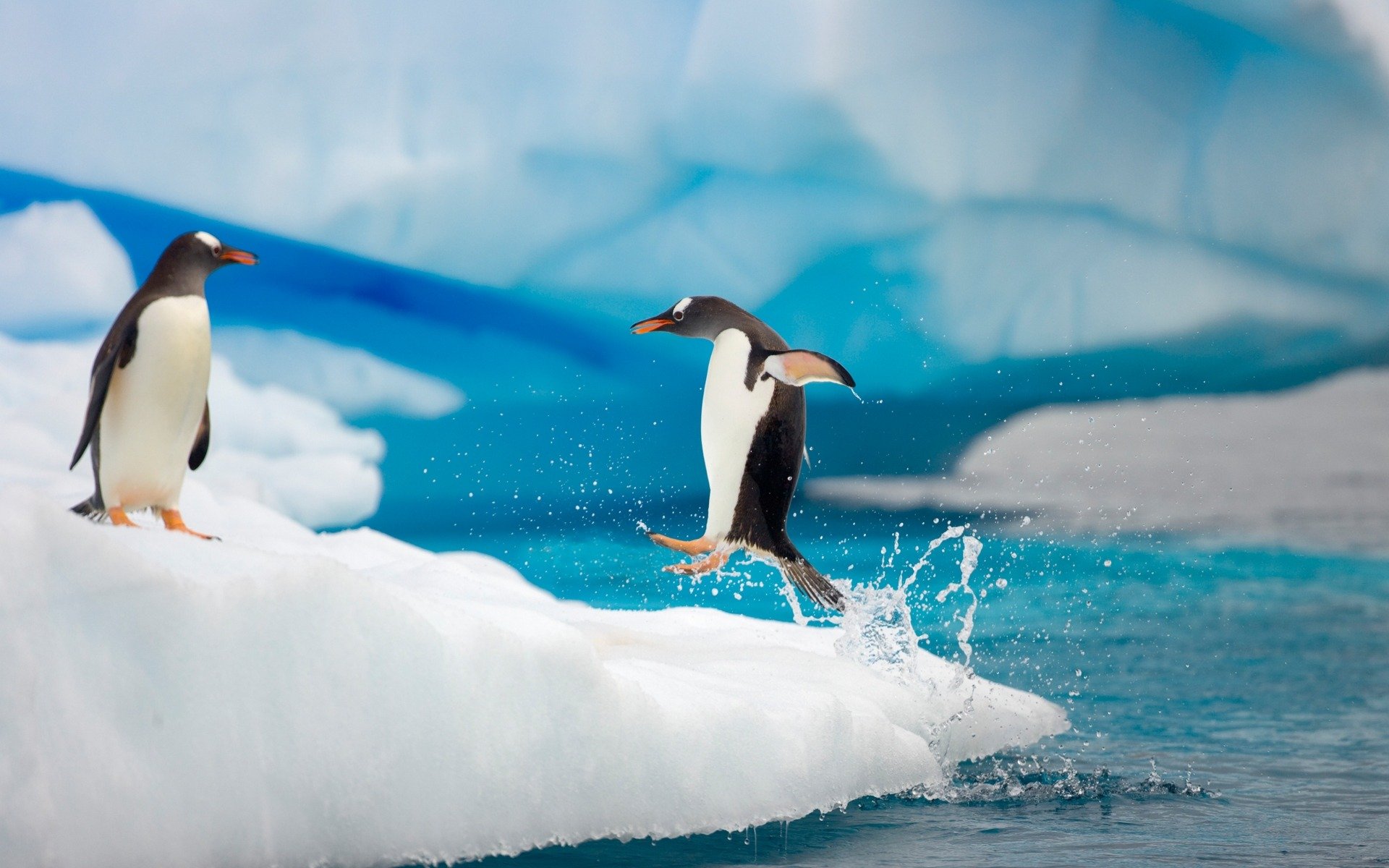 oceano coppia pinguini salto gocce spruzzi zampe movimento lastrone di ghiaccio