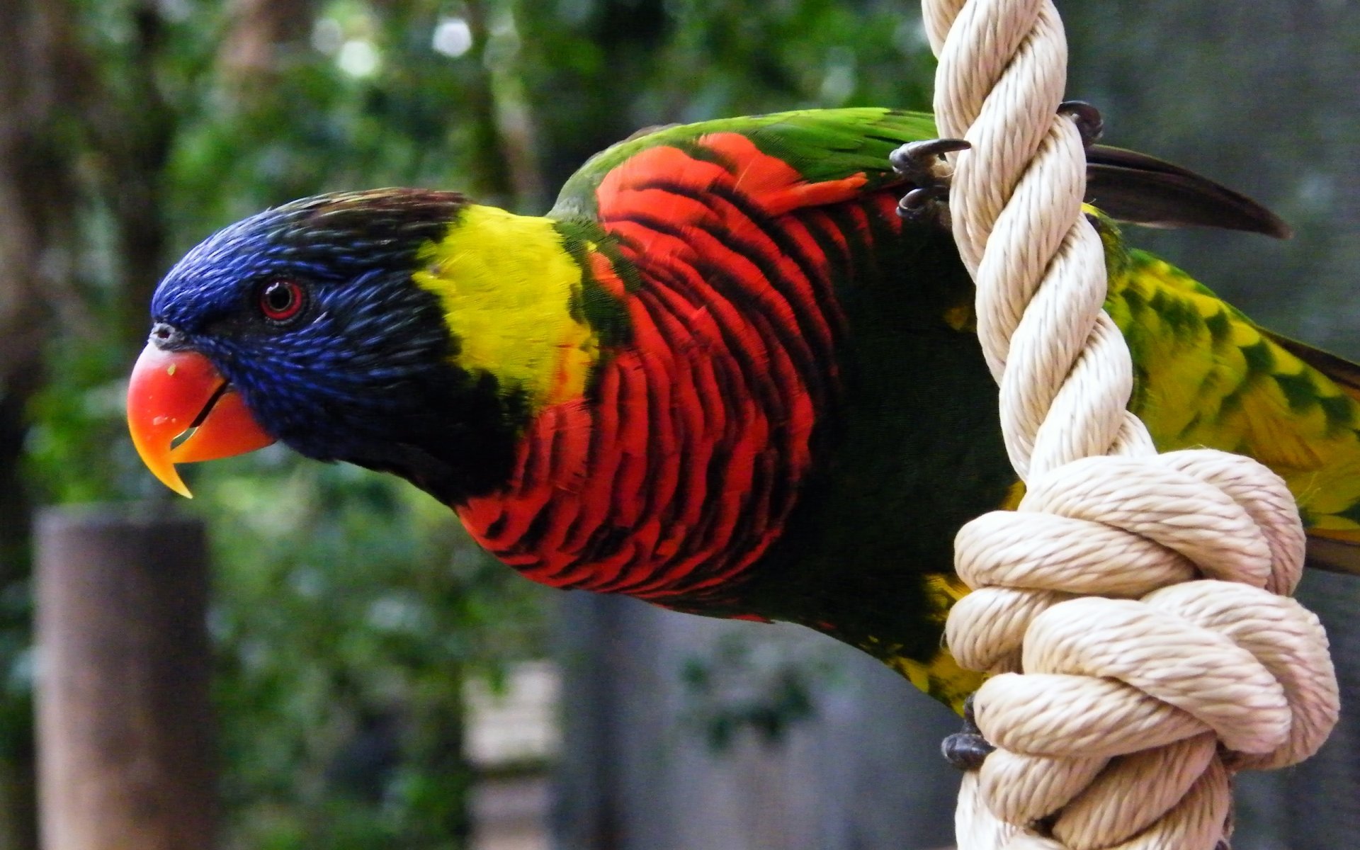 poultry parrot feathers colour colors rope beak