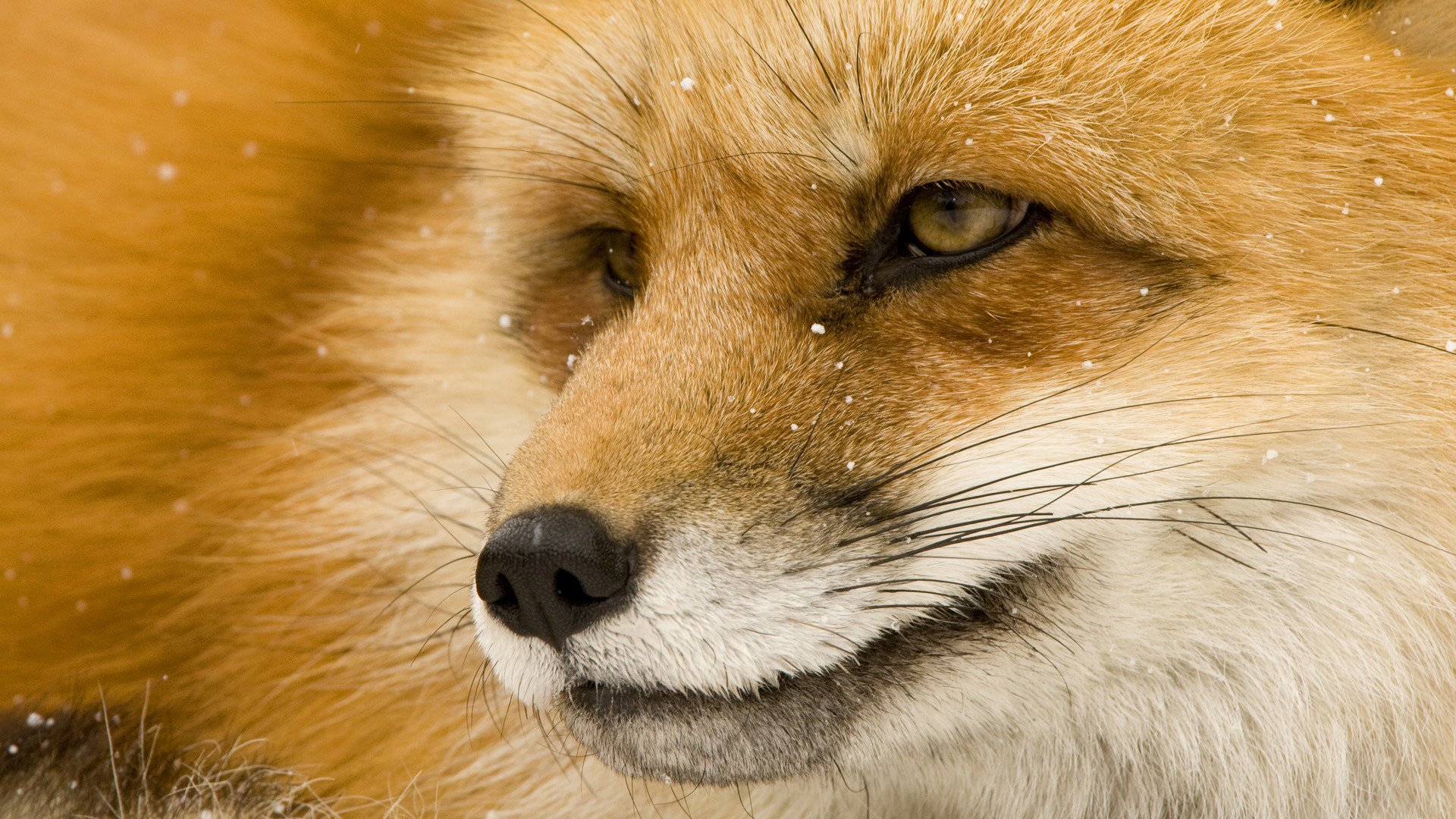 renard museau yeux