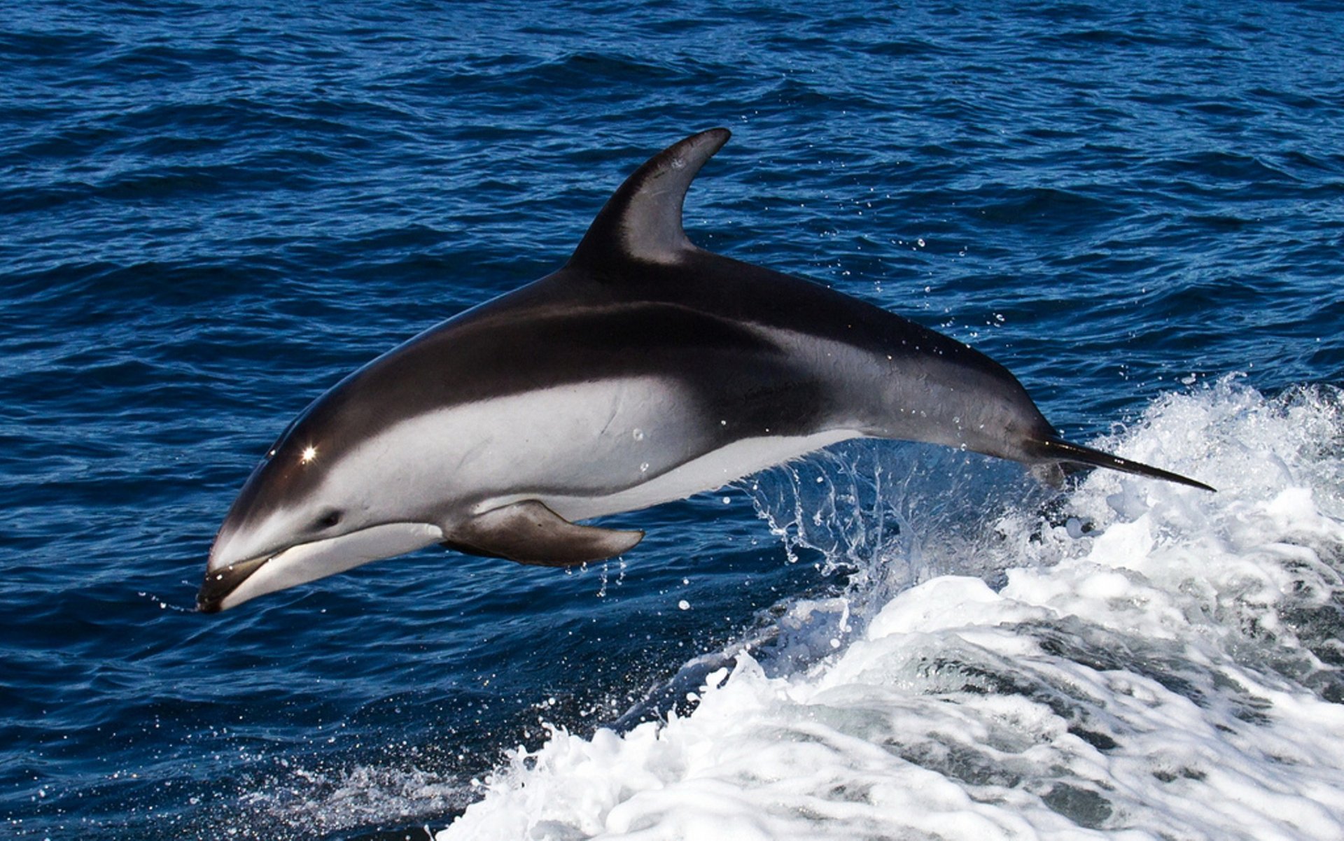 delfino mare onda salto