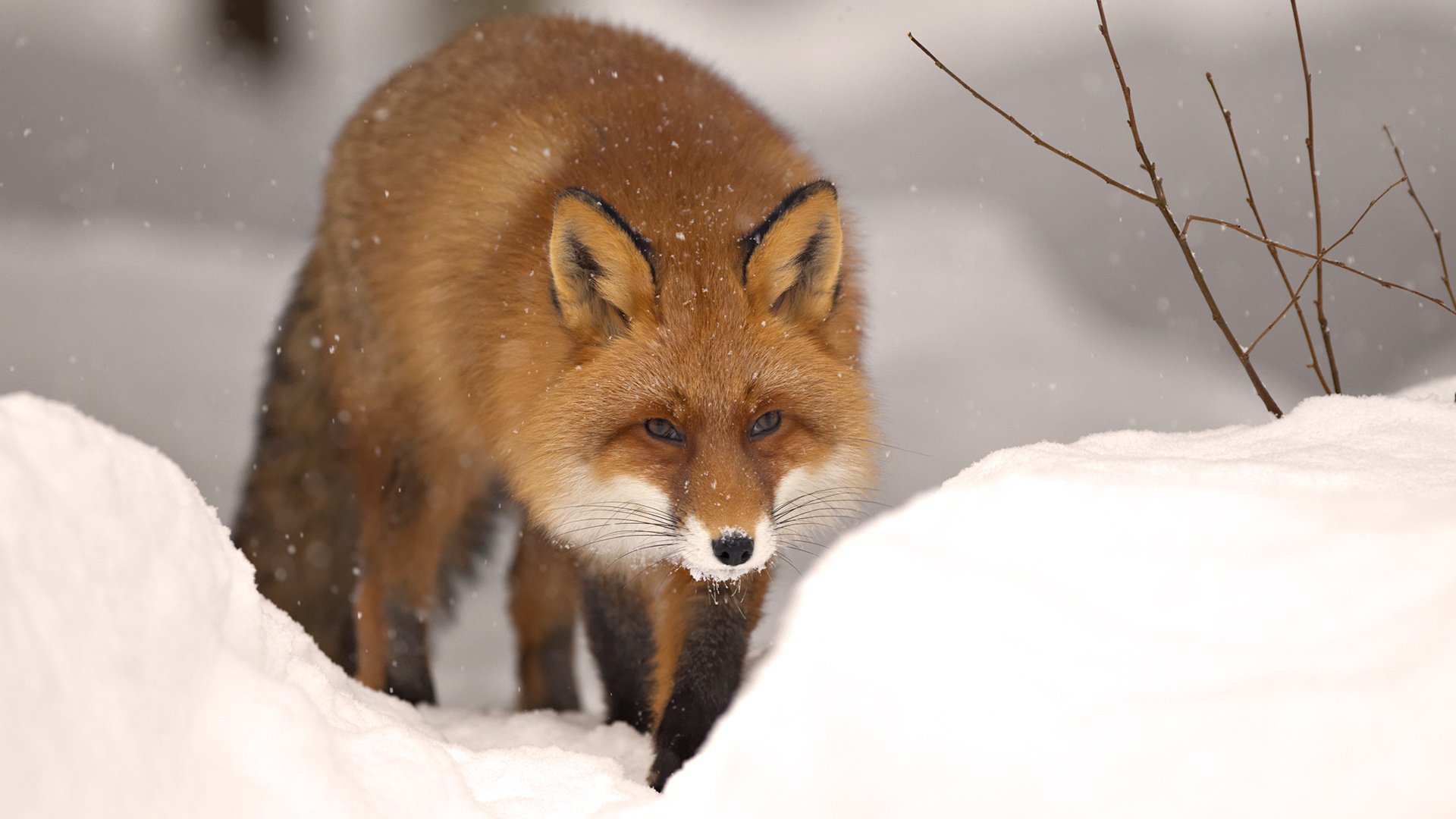 volpe inverno neve natura bestia inverno animale