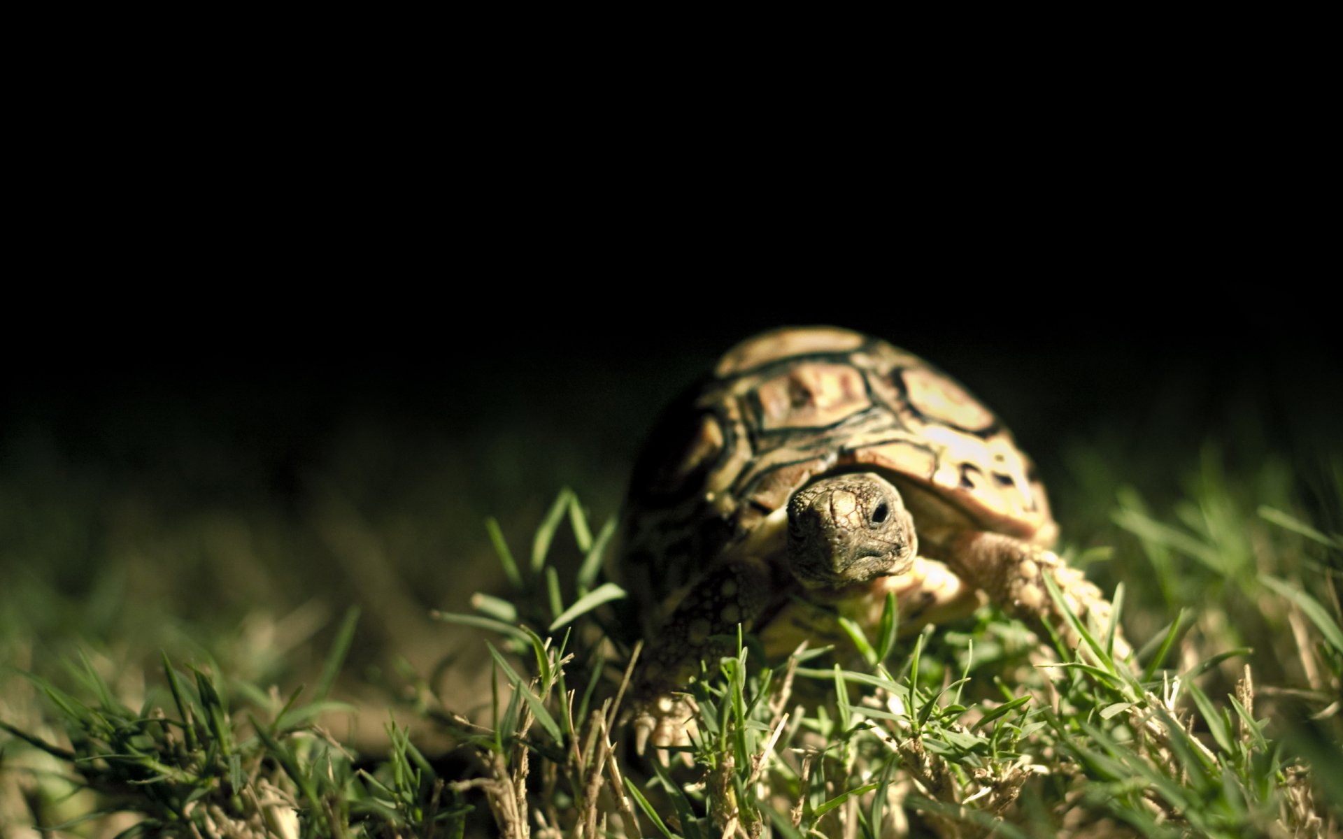 fond sombre tortue gros plan carapace herbe