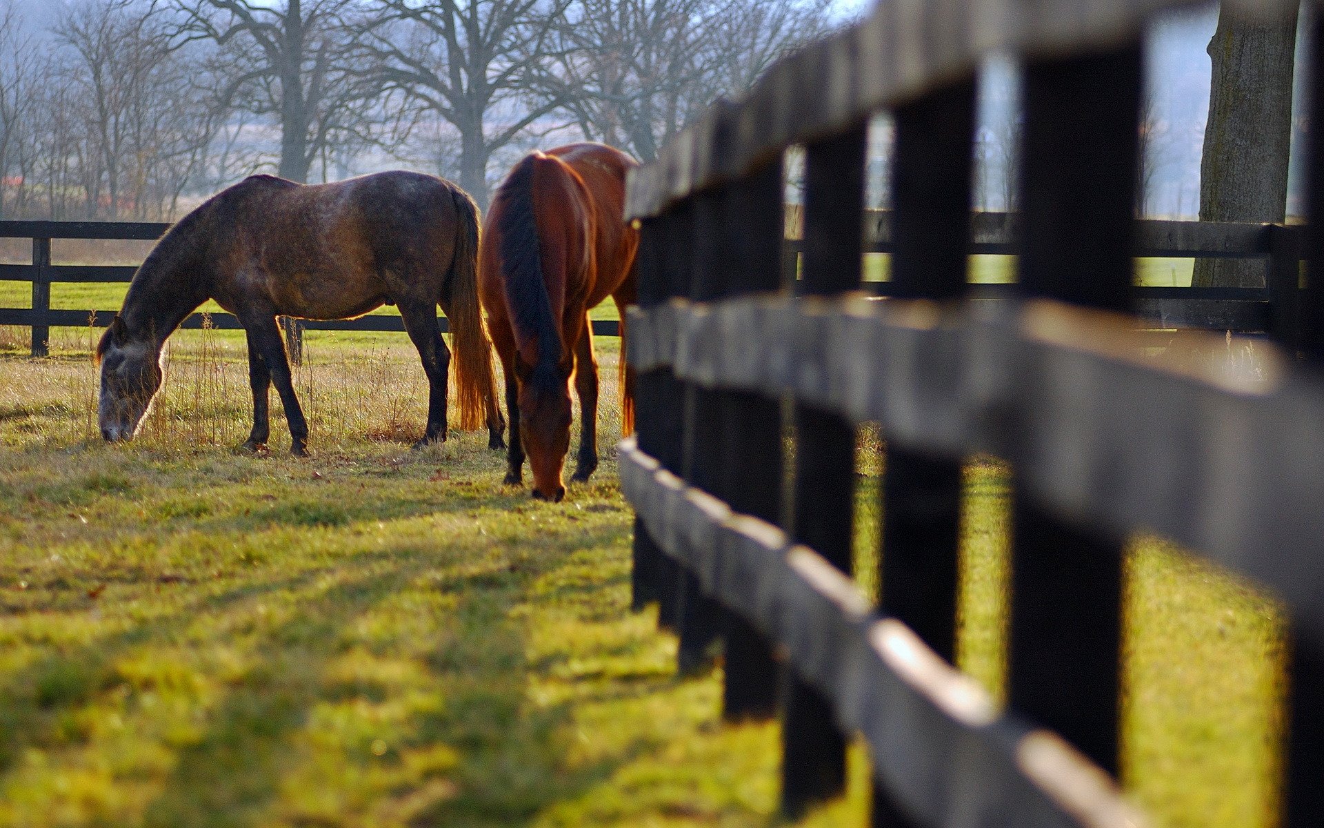 chevaux clôture prairie nature