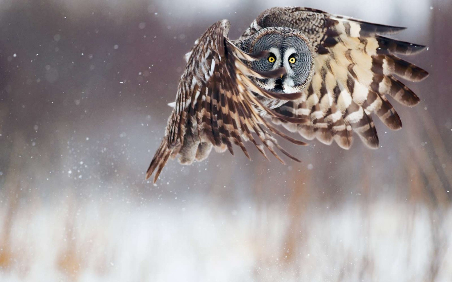 owl flight wings winter snow